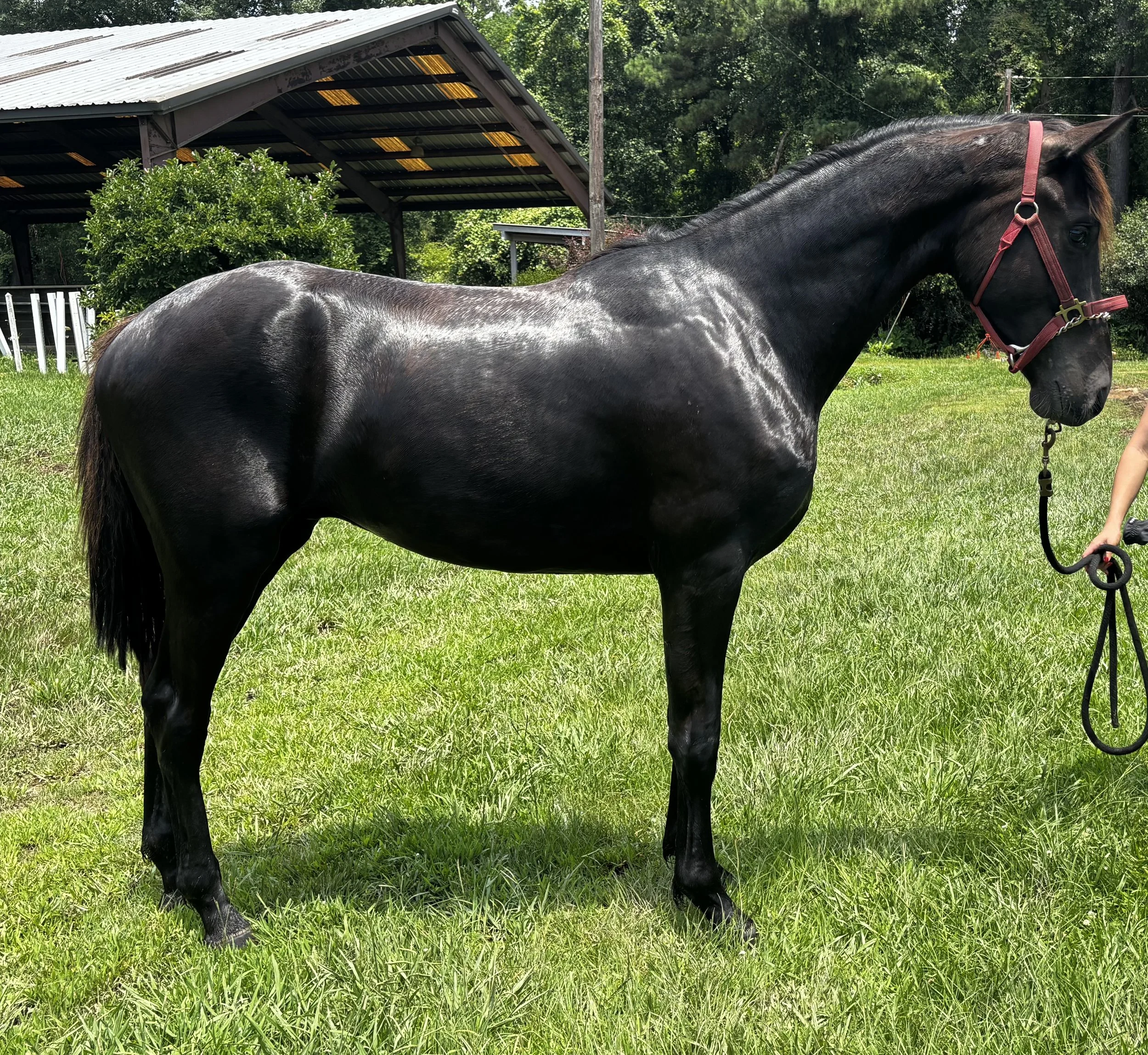 Meet Ugo — a 2024 KWPN-NA First Premium gelding with world-class bloodlines and the kind of presence that stops you at the gate.