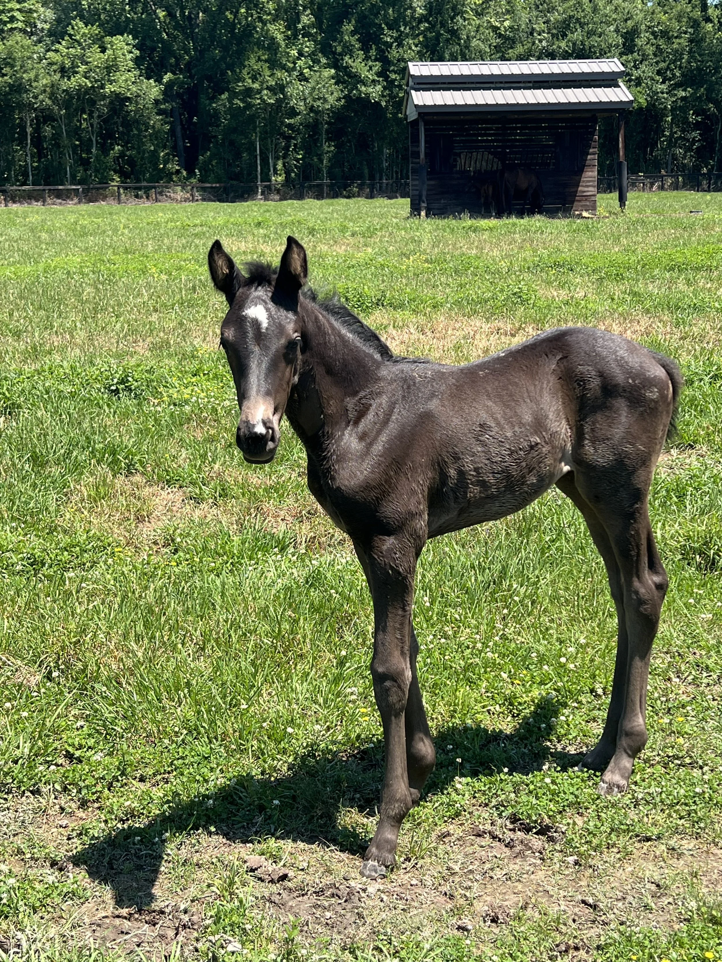 Wish Dream's markings draw everyone's eyes to this beautiful Dutch Warmblood by Lowlands OLD.