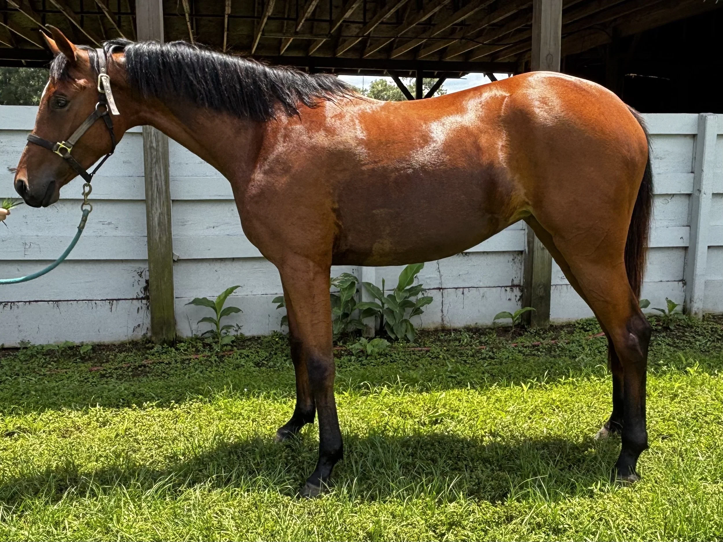 Spadaro 2022 Dutch Warmblood Mare