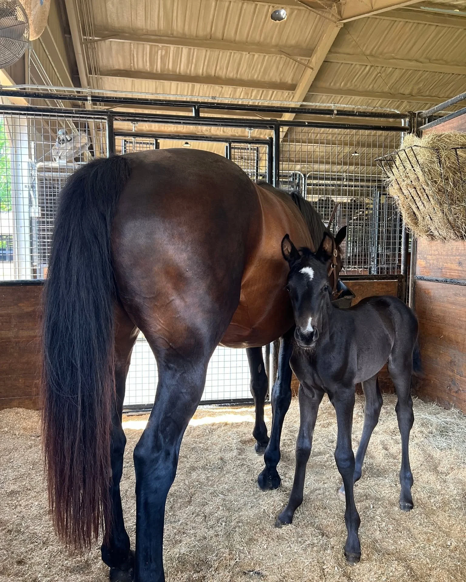 Wish Dream's markings draw everyone's eyes to this beautiful Dutch Warmblood by Lowlands OLD out of Sir Sinclair mare.
