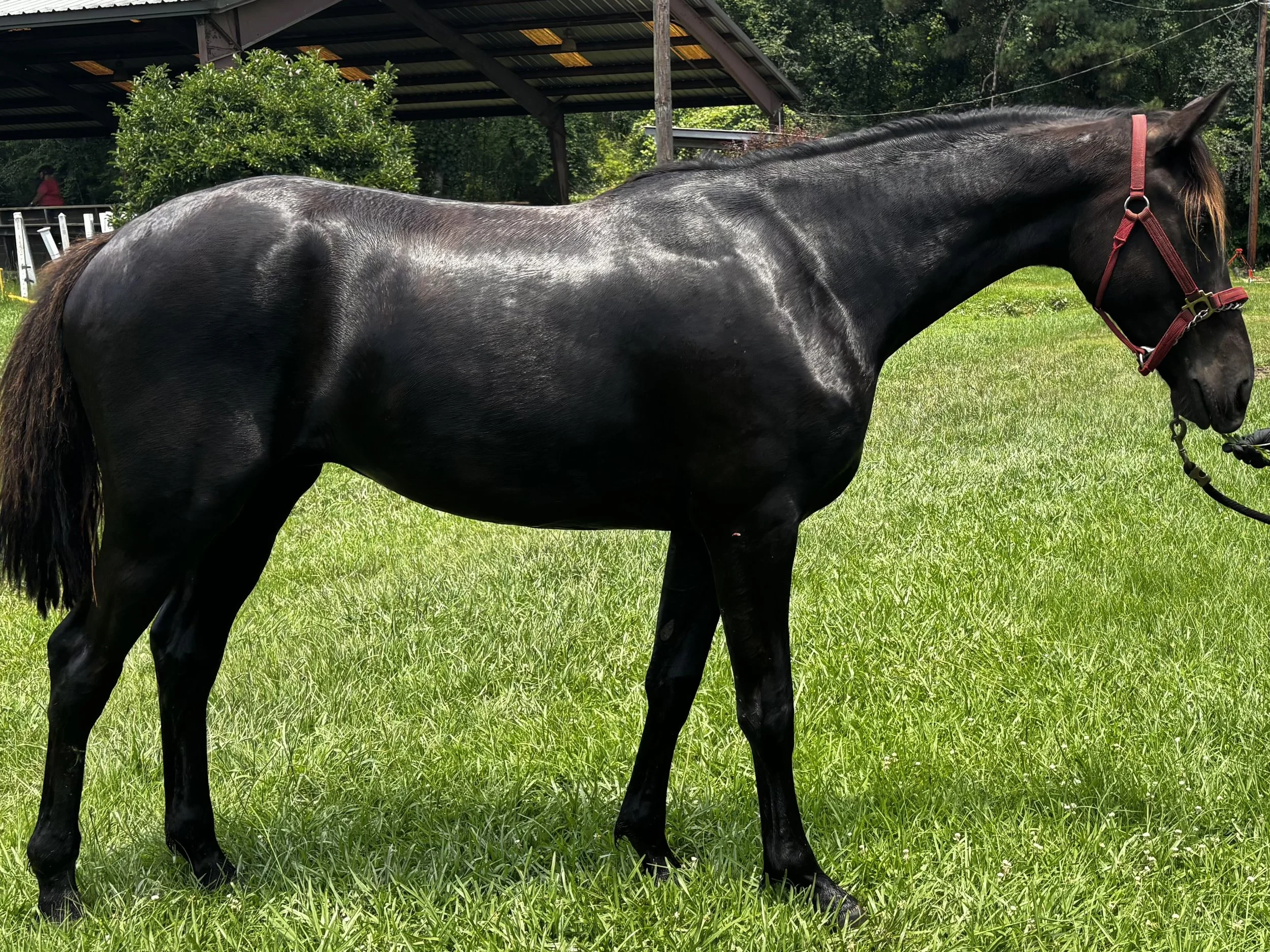 Meet Ugo — a 2024 KWPN-NA First Premium gelding with world-class bloodlines and the kind of presence that stops you at the gate.