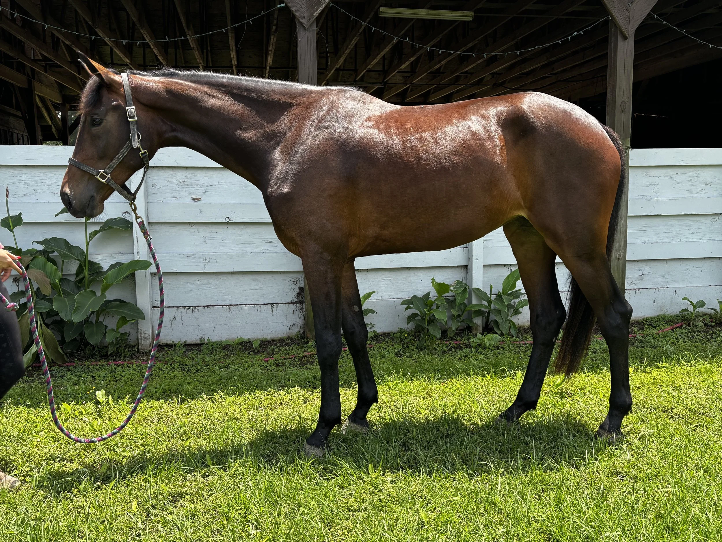 Talloulah C. is a stunning 2023 mare by Cum Laude out of Greta Garbo (Sir Sinclair x Ulft) — a fancy-moving prospect with world-class pedigree, a wonderful temperament, and a presence that commands attention. She comes from a long line of top sport h