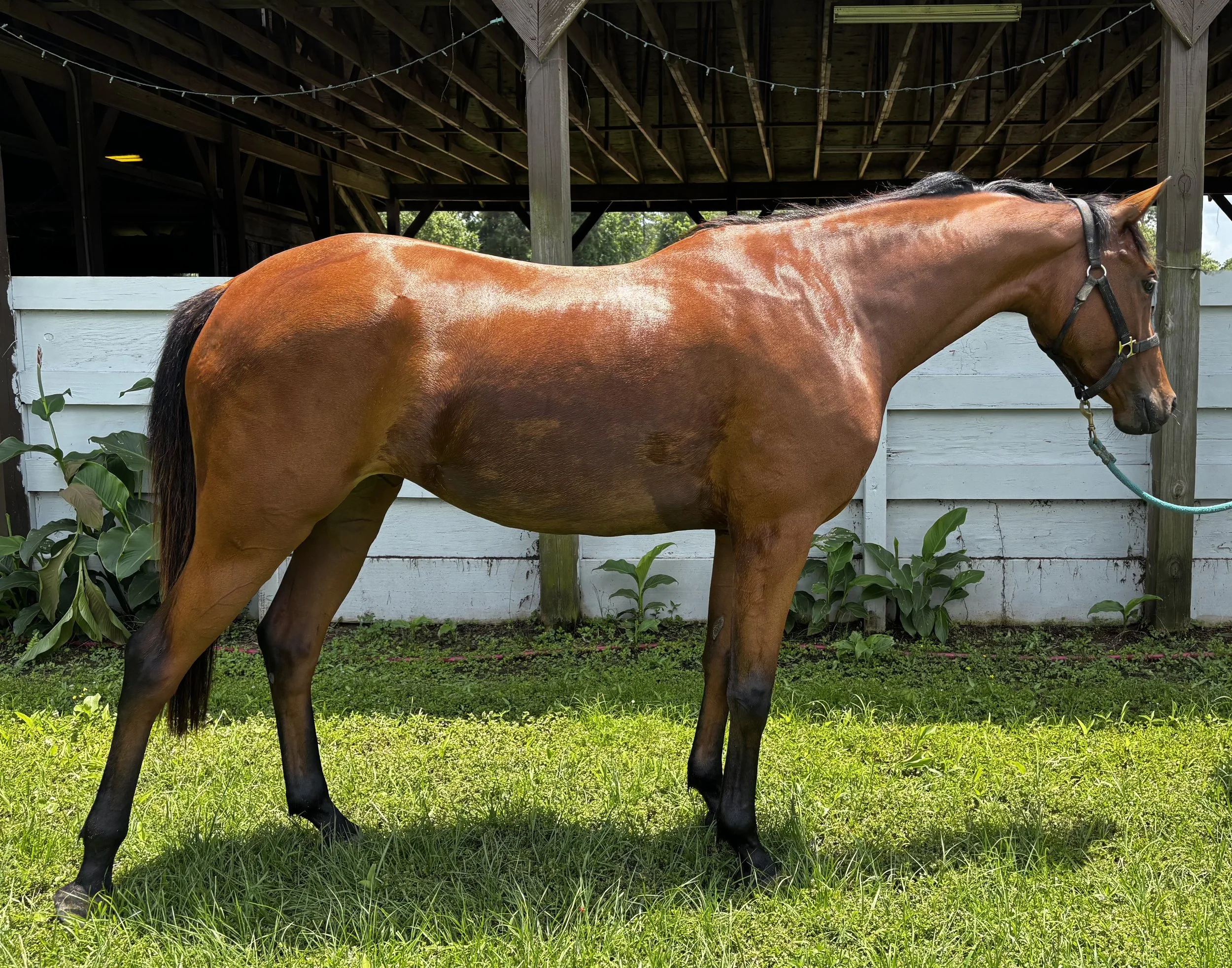 Spadaro 2022 Dutch Warmblood Mare