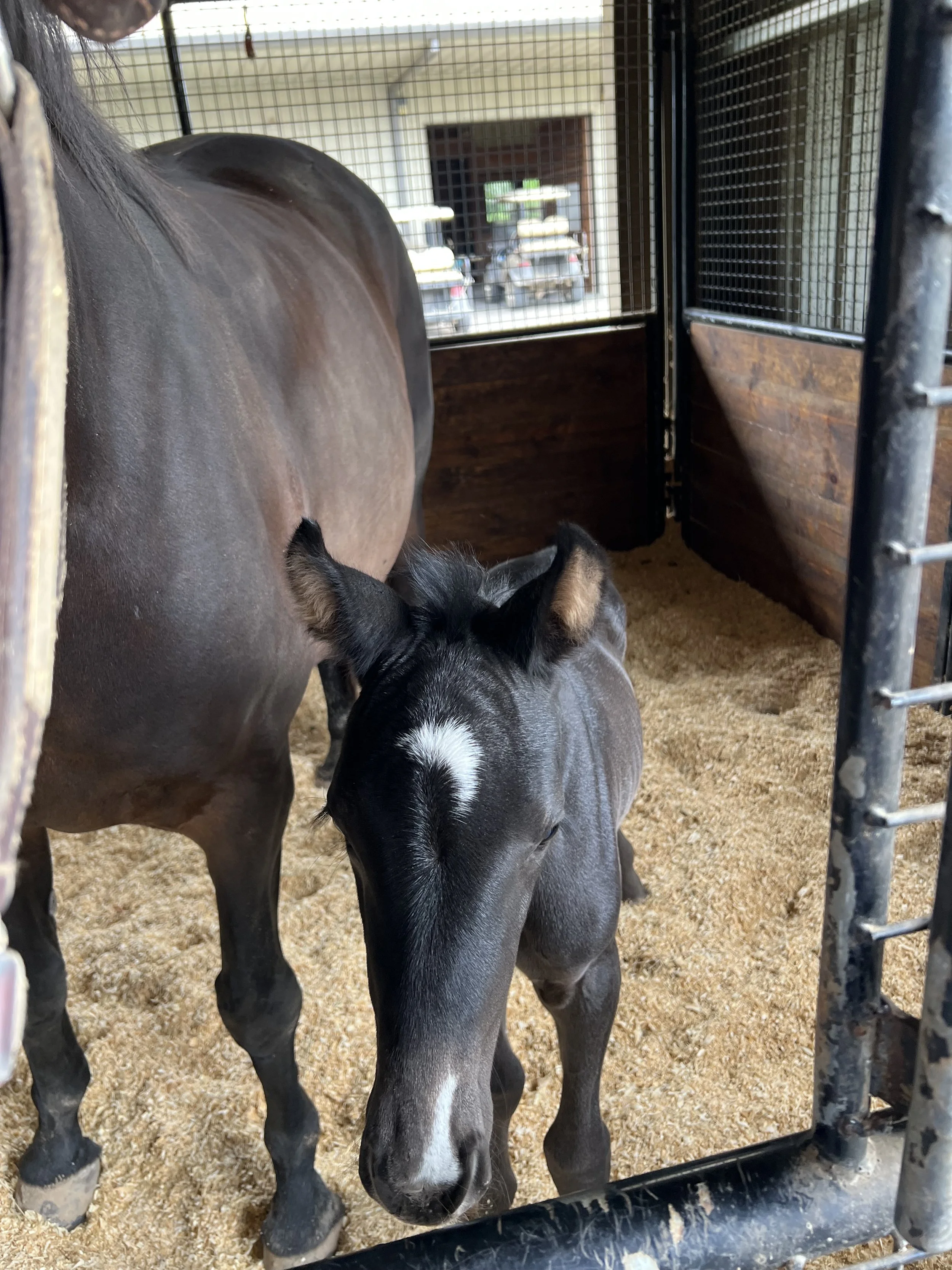 Wish Dream's markings draw everyone's eyes to this beautiful Dutch Warmblood by Lowlands OLD out of Sir Sinclair mare.