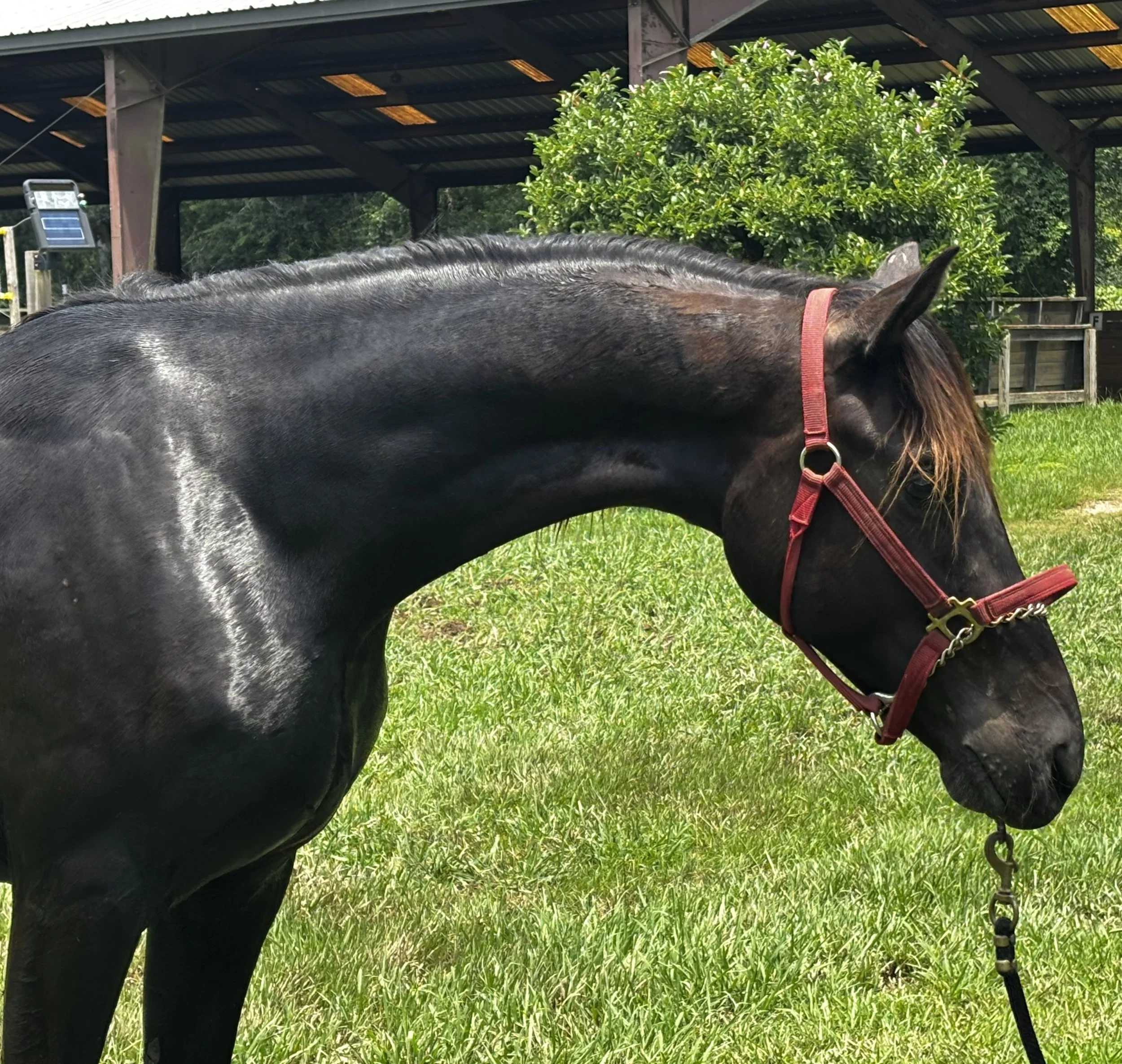 Meet Ugo — a 2024 KWPN-NA First Premium gelding with world-class bloodlines and the kind of presence that stops you at the gate.