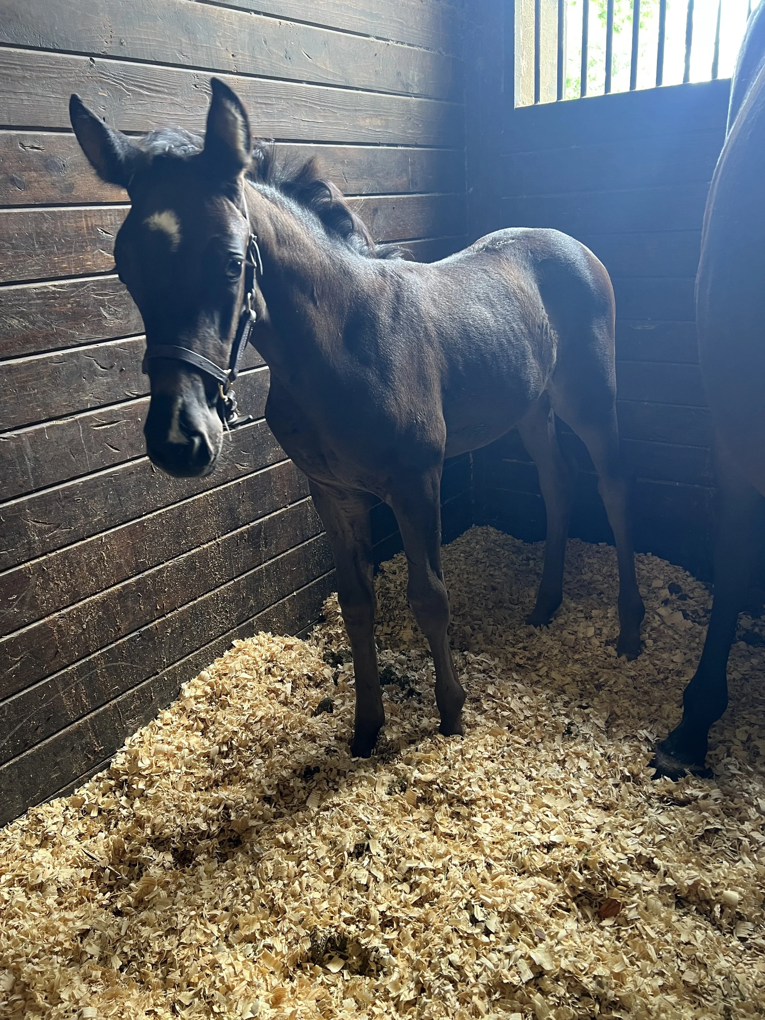 Wish Dream's markings draw everyone's eyes to this beautiful Dutch Warmblood by Lowlands OLD.