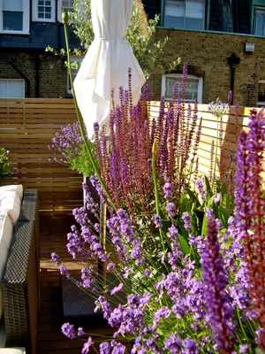 Picture of Contemporary Roof Garden Design London — Hampstead Garden Design ...