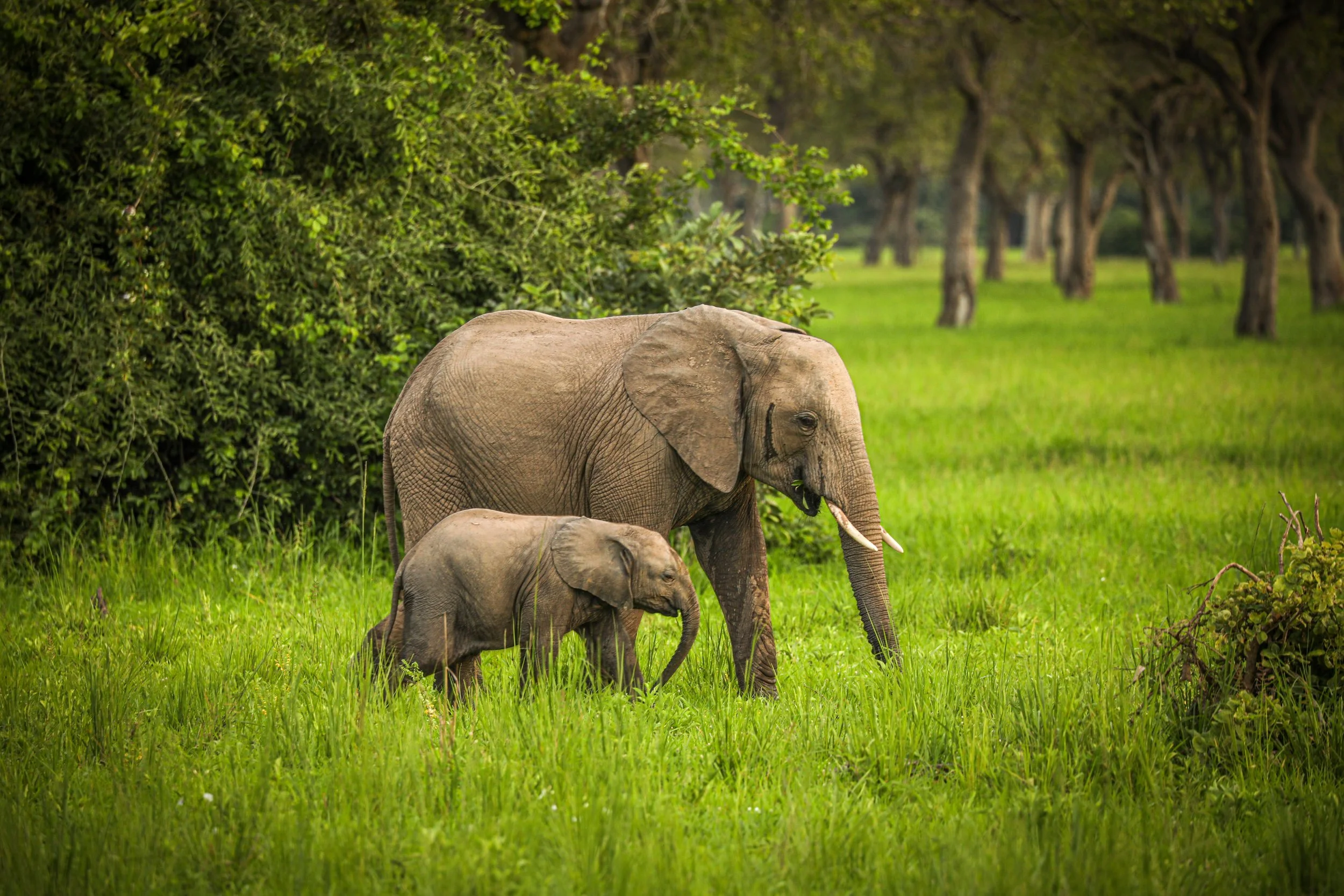 Elephants in Malawi