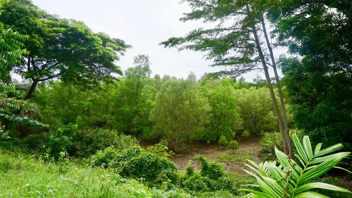 Mangrove18.jpeg