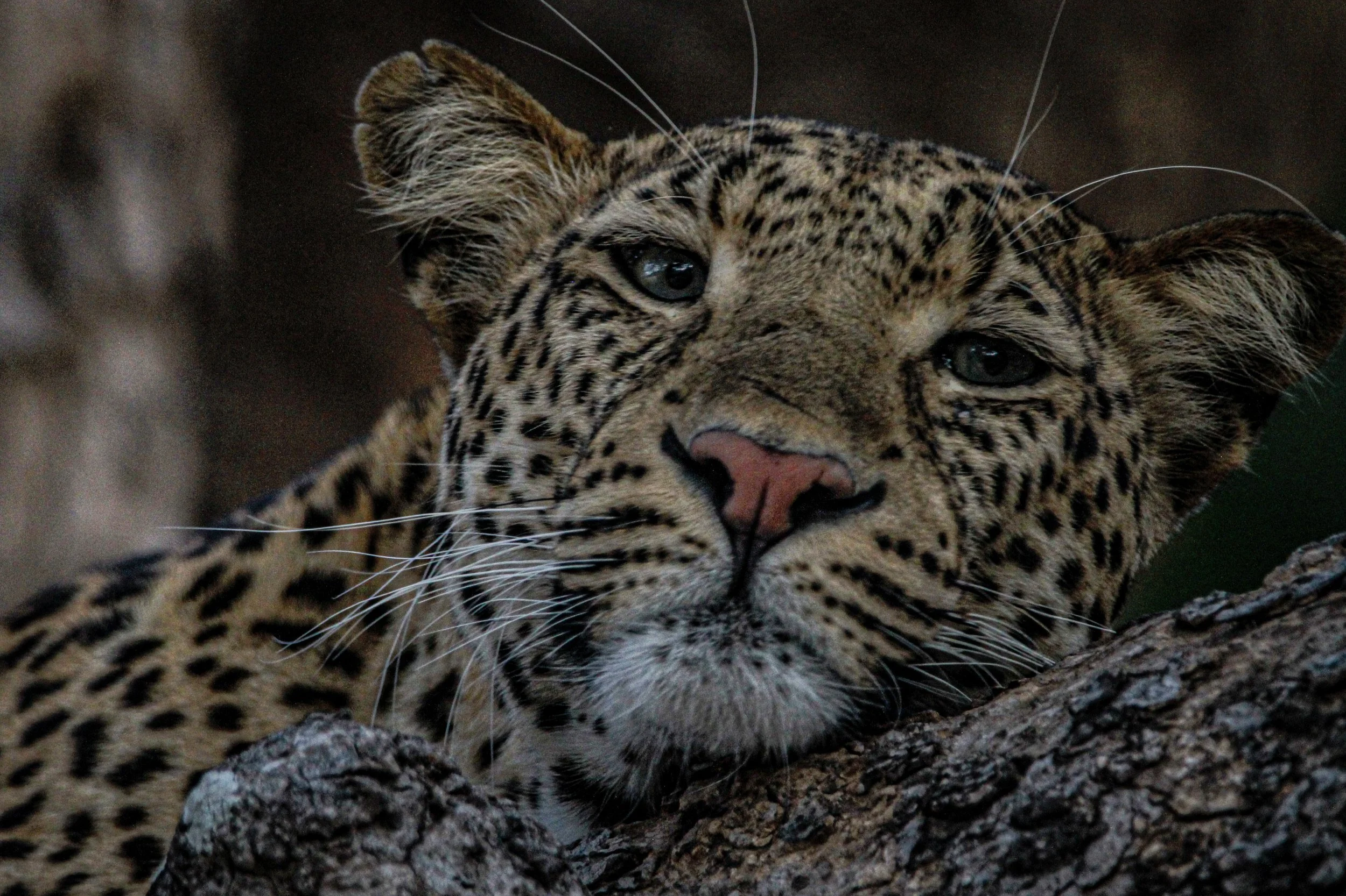 Leopard Malawi  2.jpeg