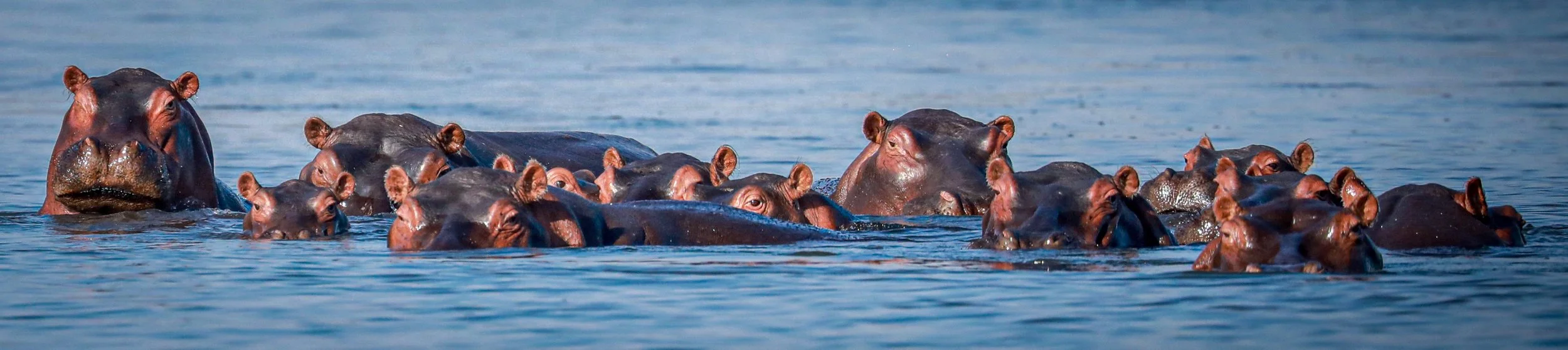 African Hippos Photo 2.jpeg