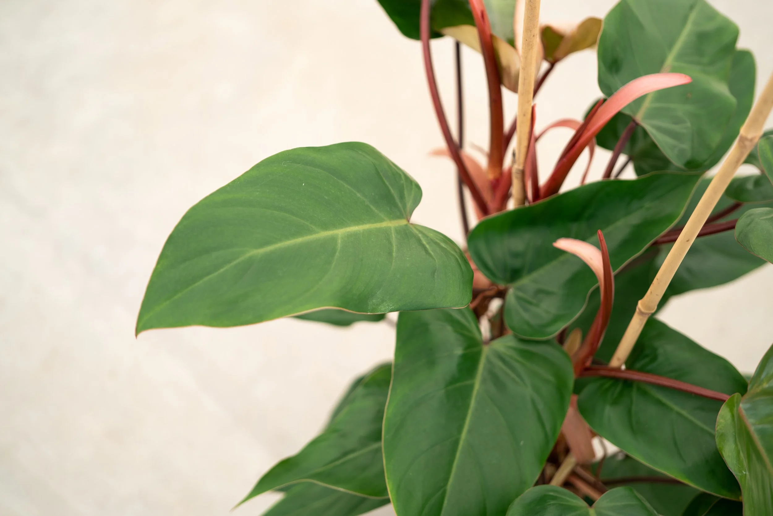 Dirk-Mermans-philodendron-red-emerald-11.jpg