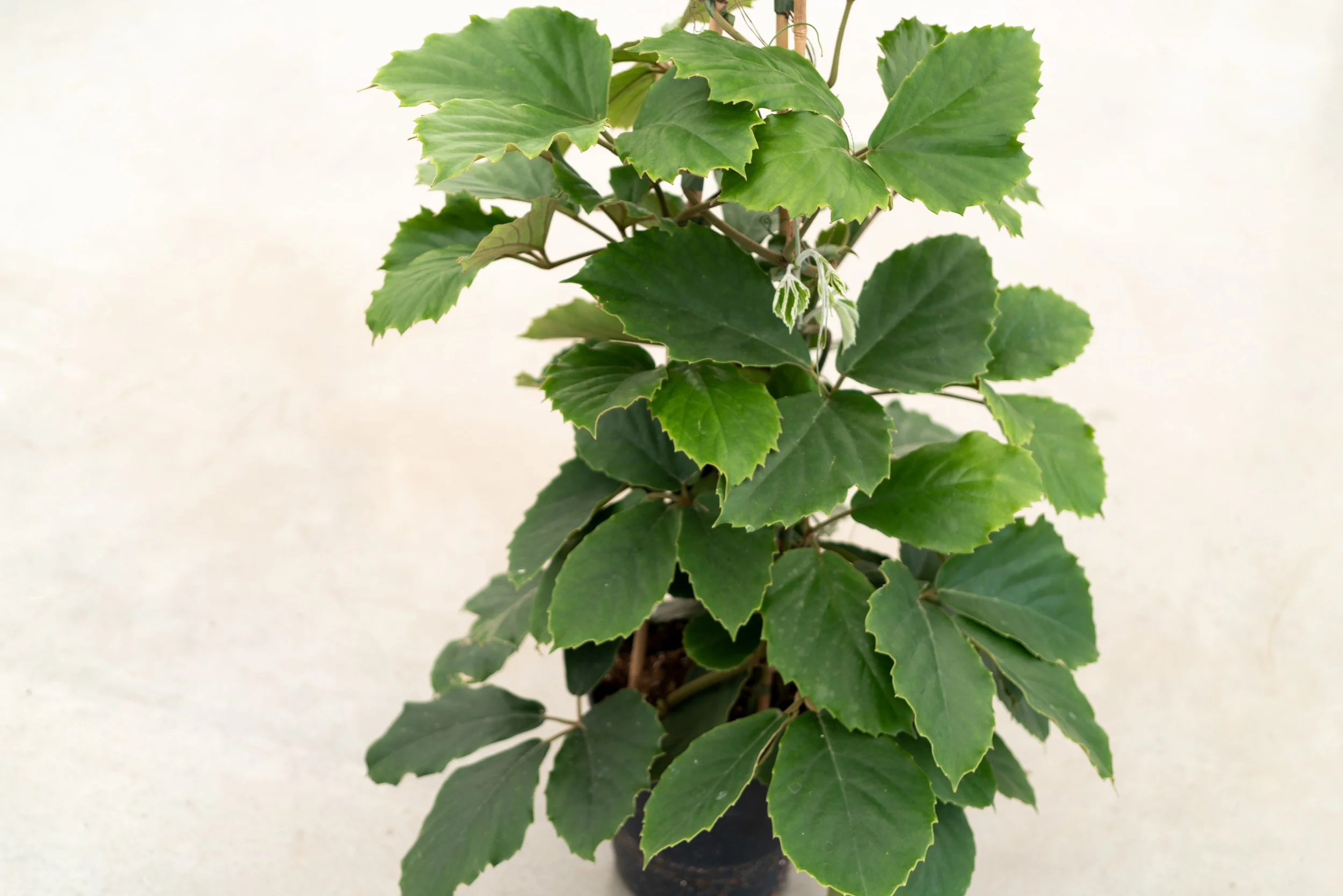 Dirk-Mermans-tetrastigma-voineranum-6.jpg