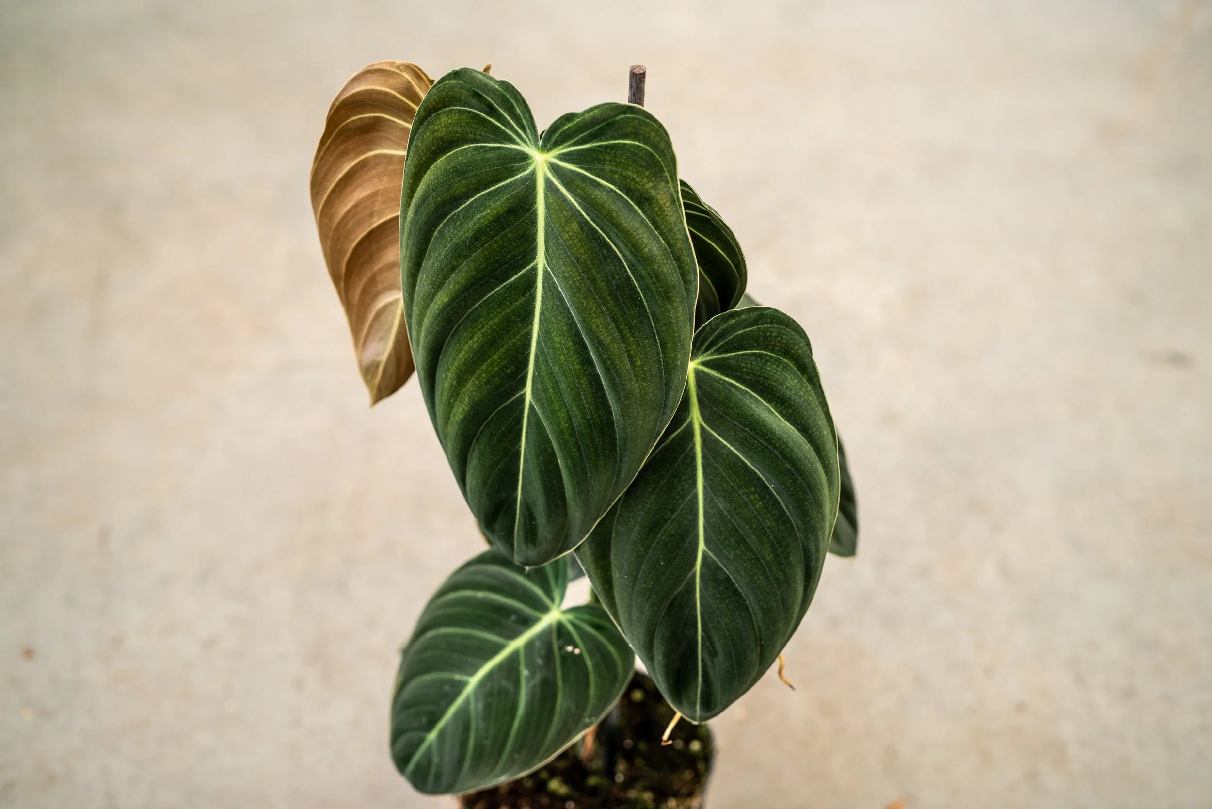Philodendron Melanochrysum