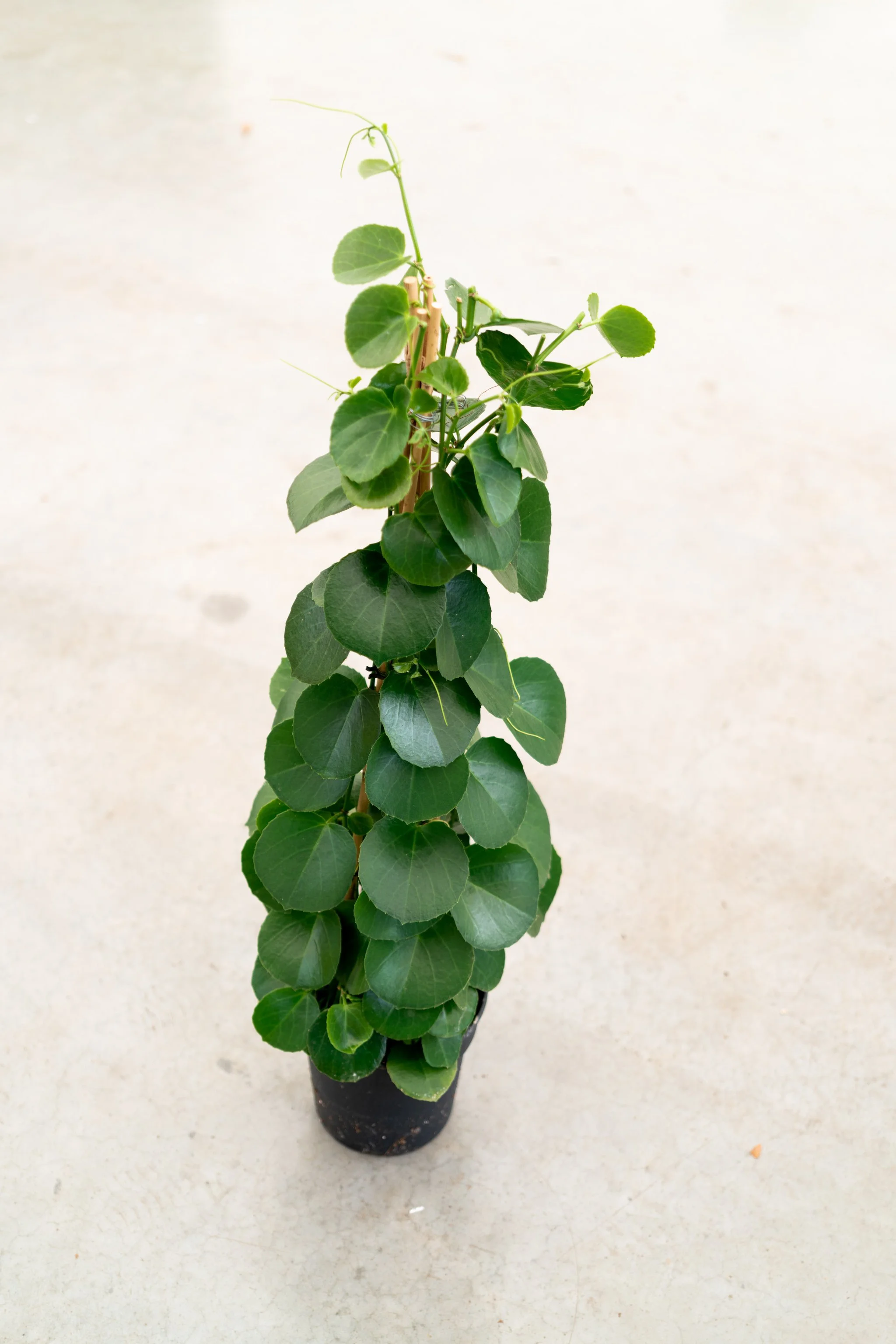 Dirk-Mermans-tetrastigma-voineranum-1 copy.jpg