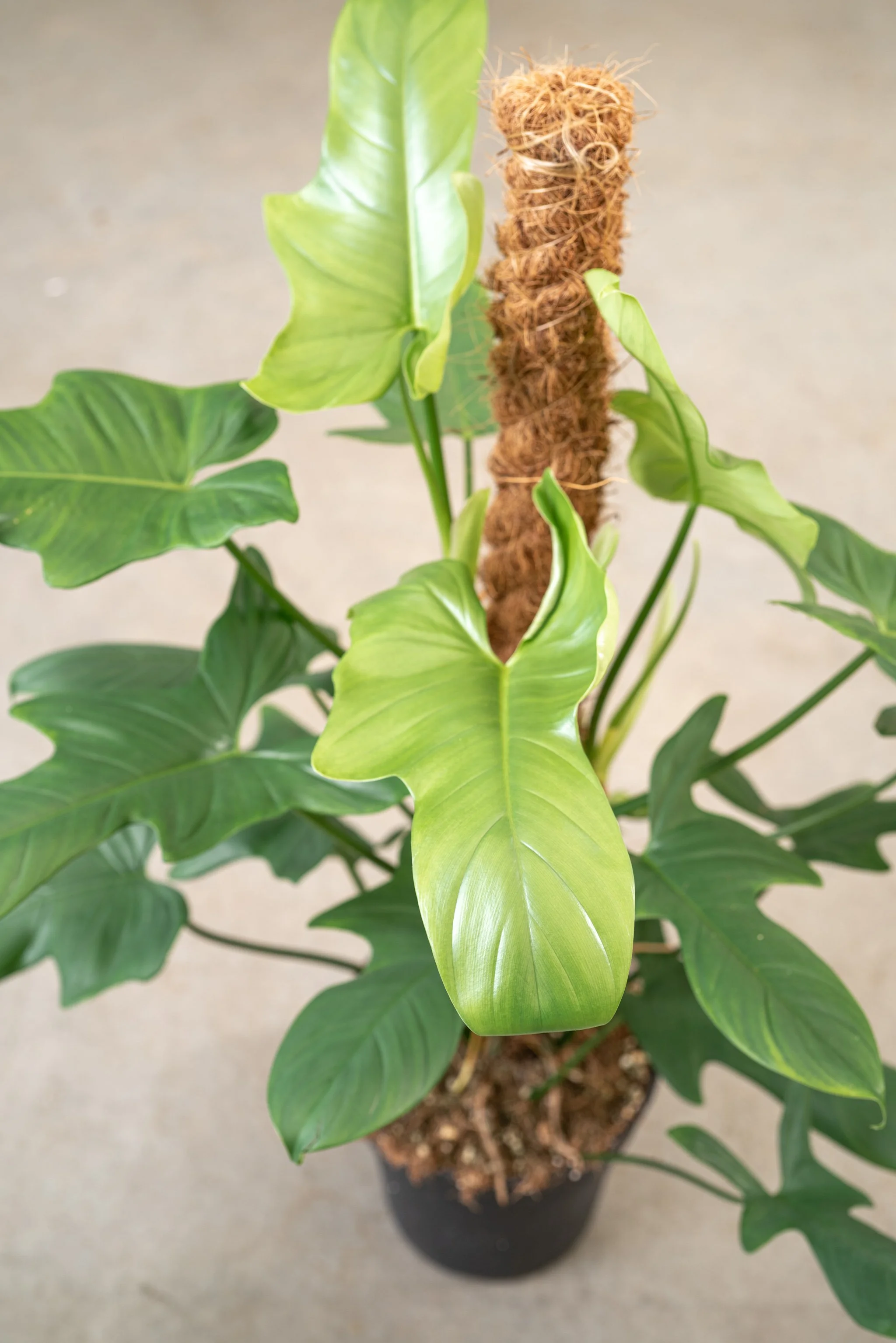 Dirk-Mermans-philodendron-silver-lady-2 copy.jpg