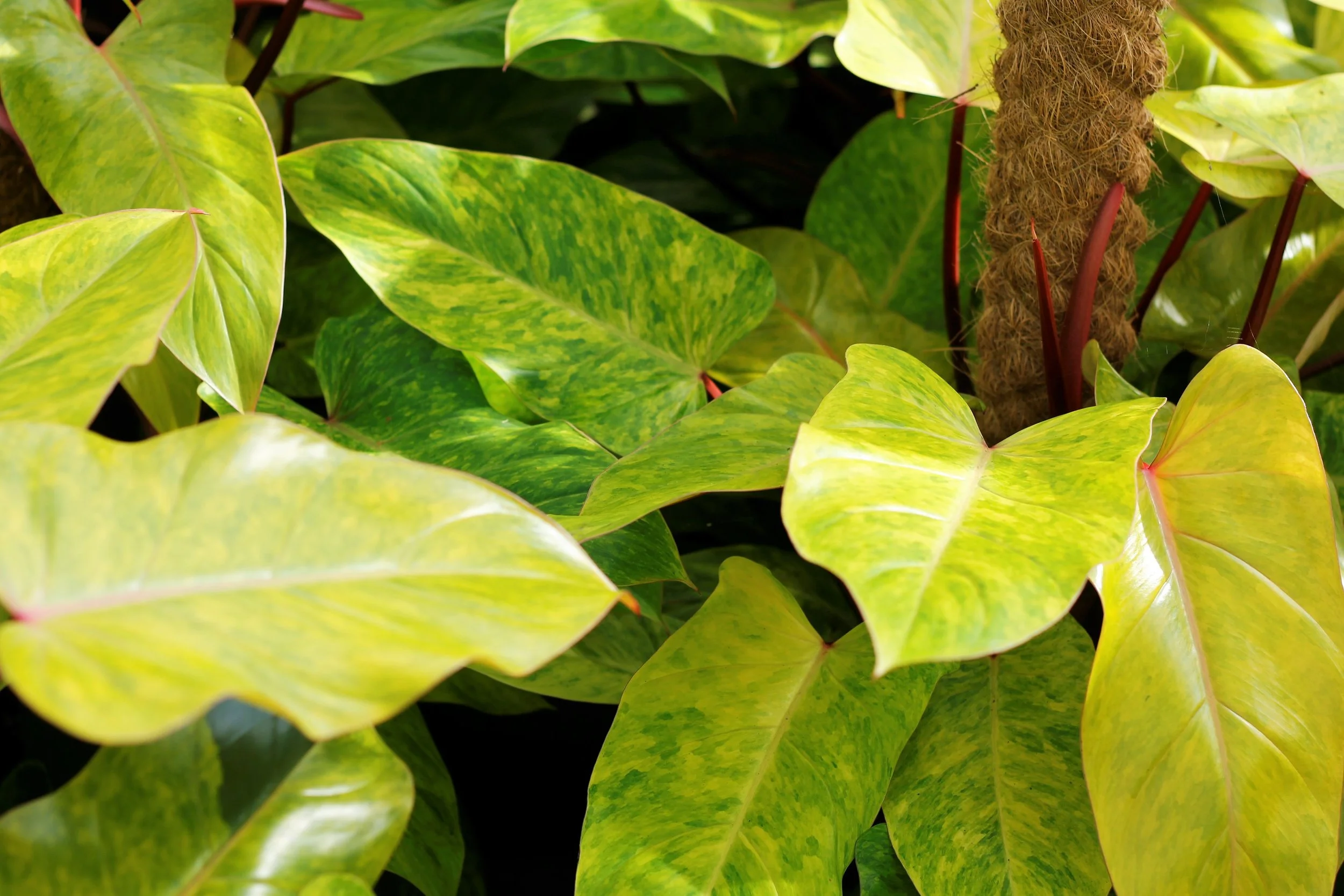 Philodendron Pedatum