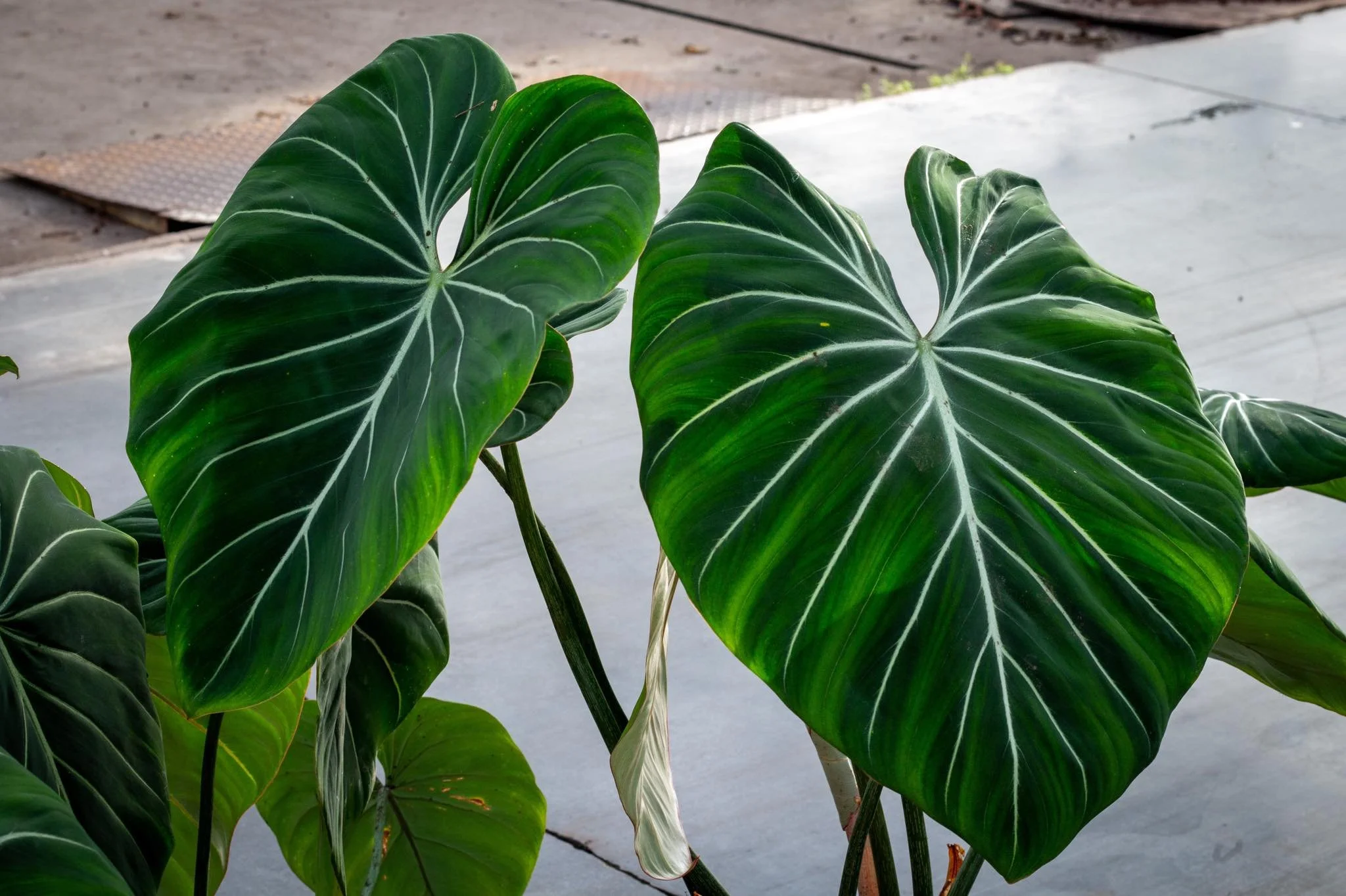 Philodendron Gloriosum