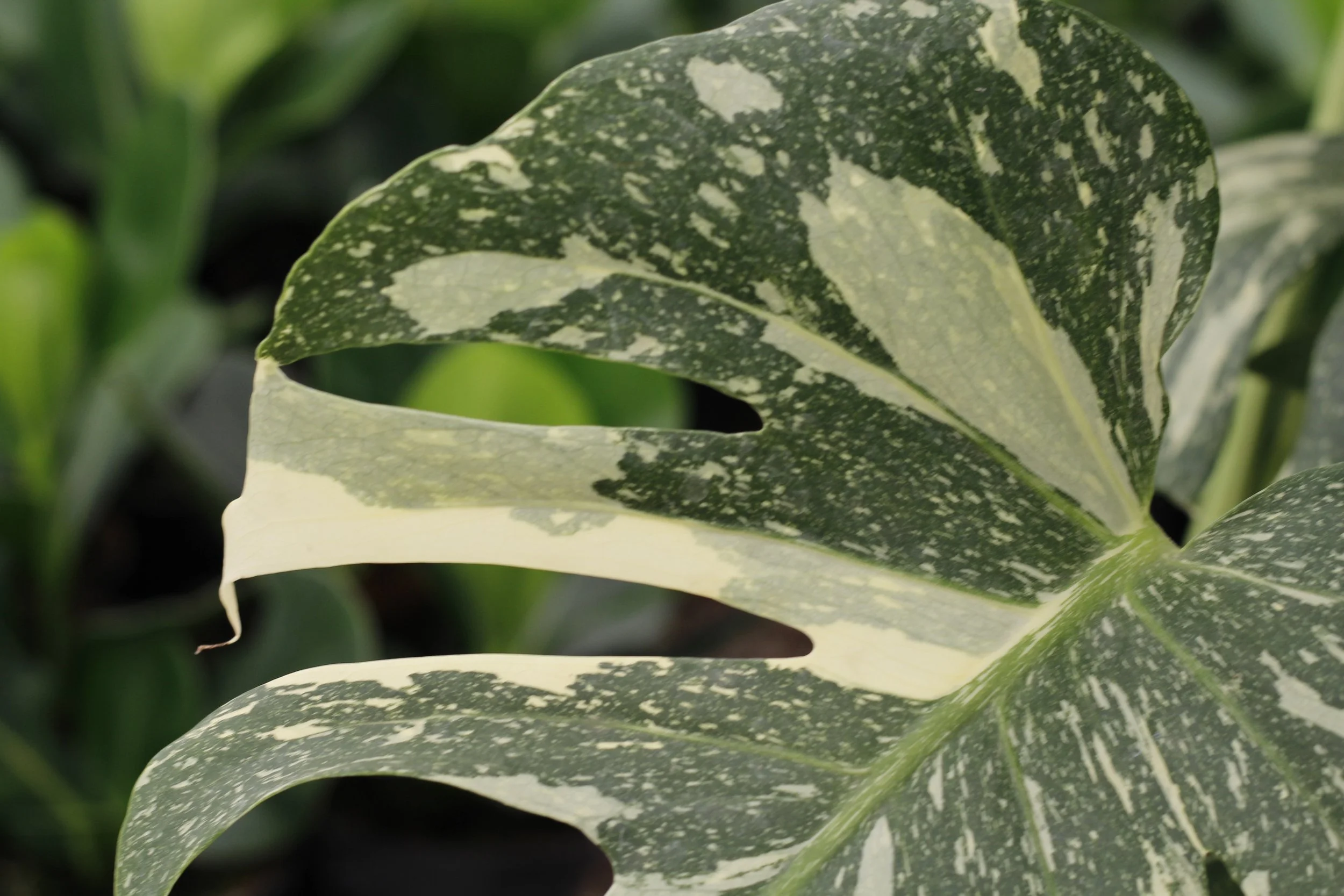 Monstera Thai constellation