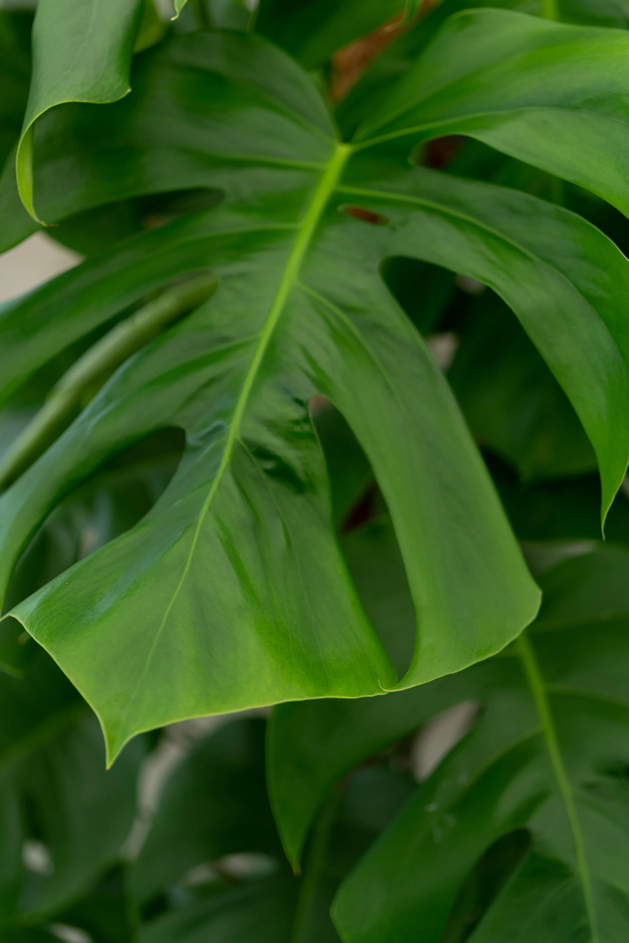 Monstera deliciosa
