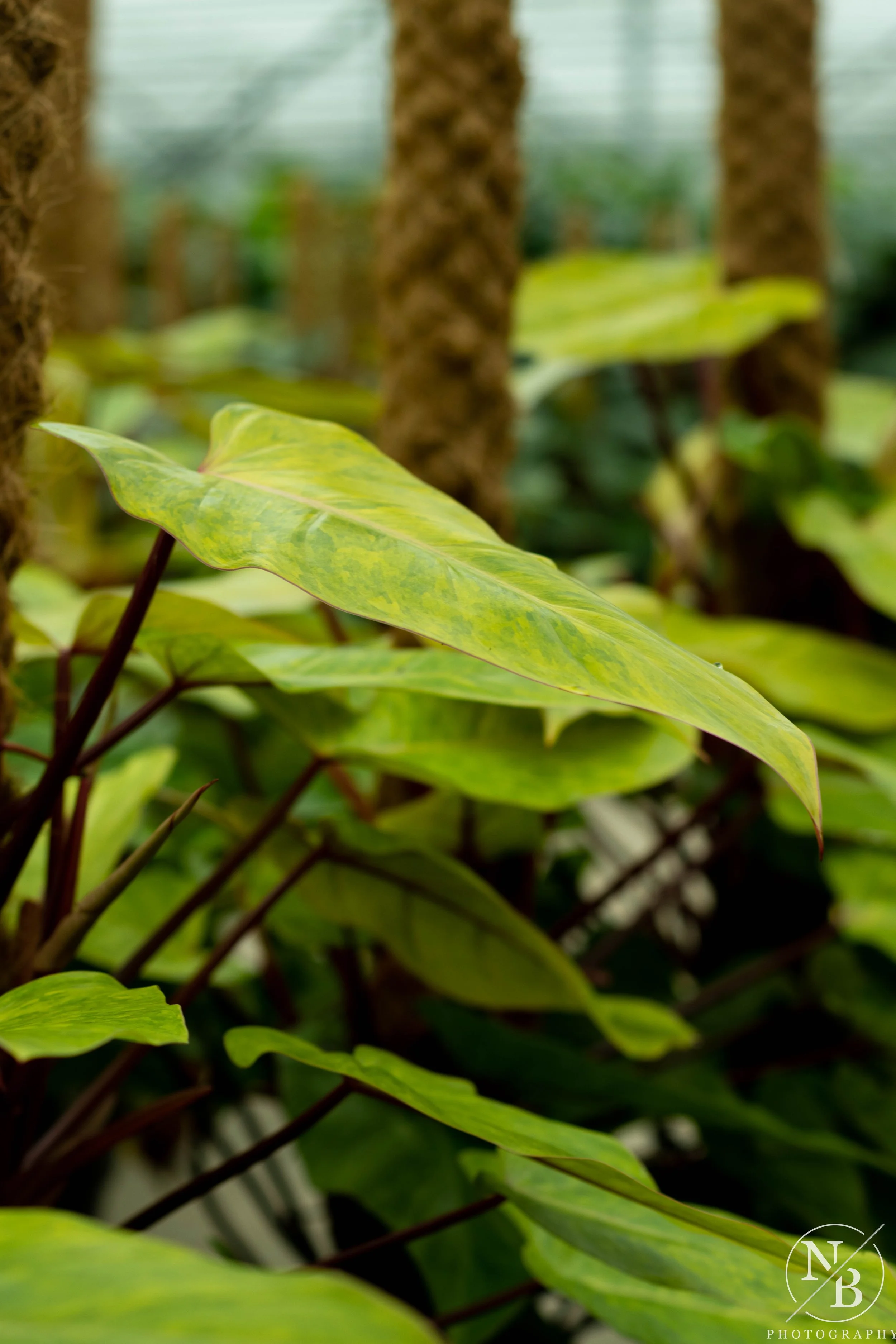 Philodendron Medisa