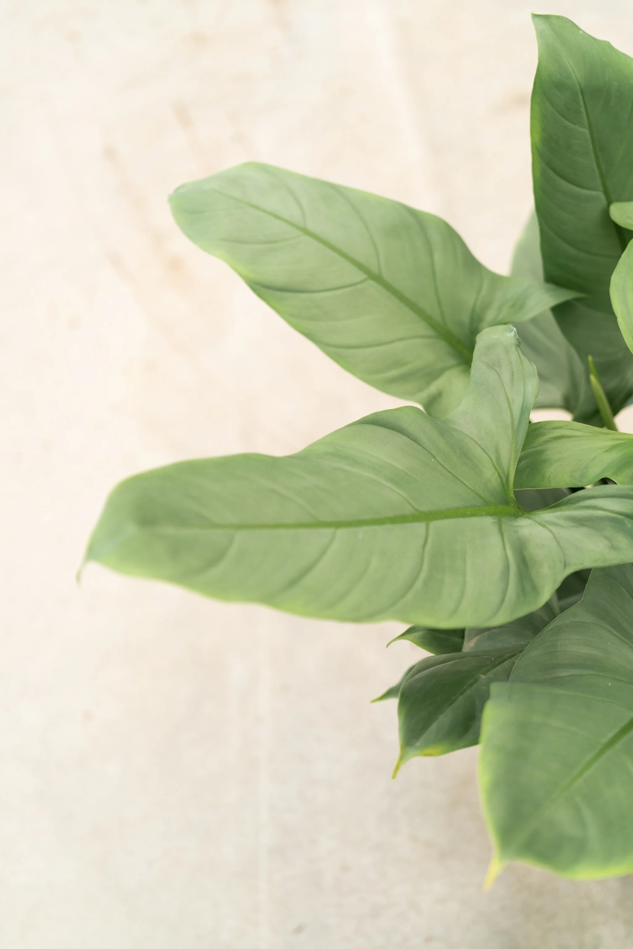 Dirk-Mermans-philodendron-silver-lady-7 copy.jpg
