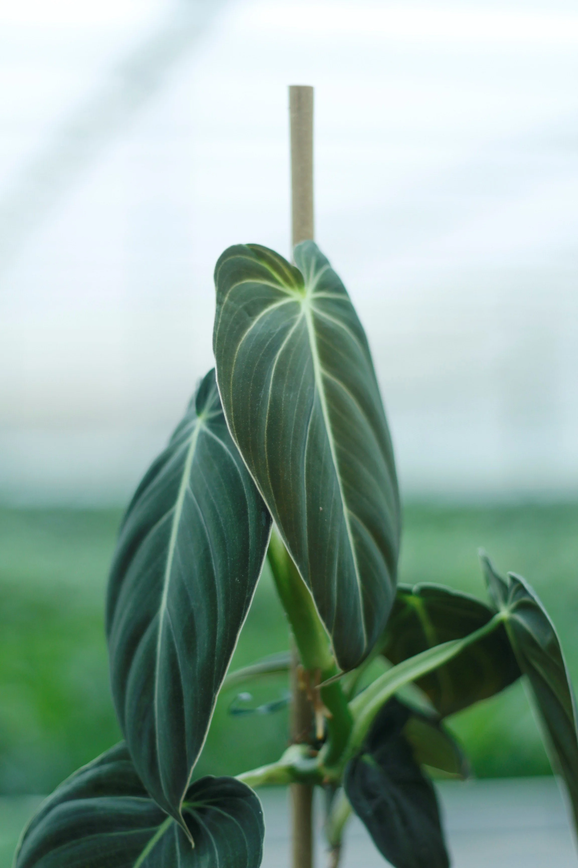 Philodendron Melanochrysum