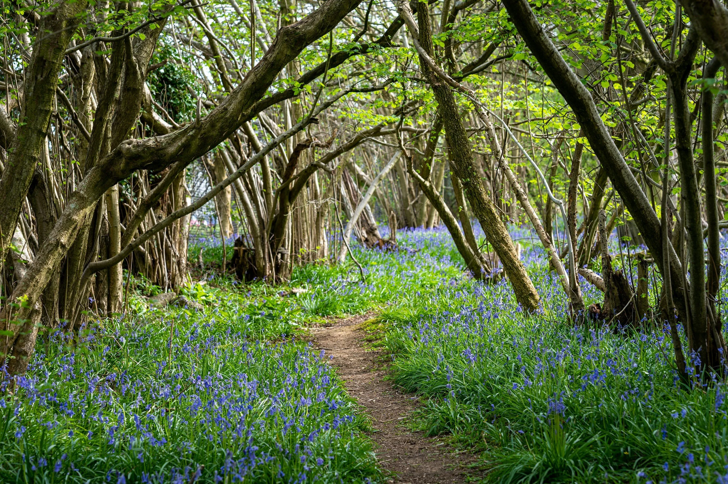 Bluebell Walk