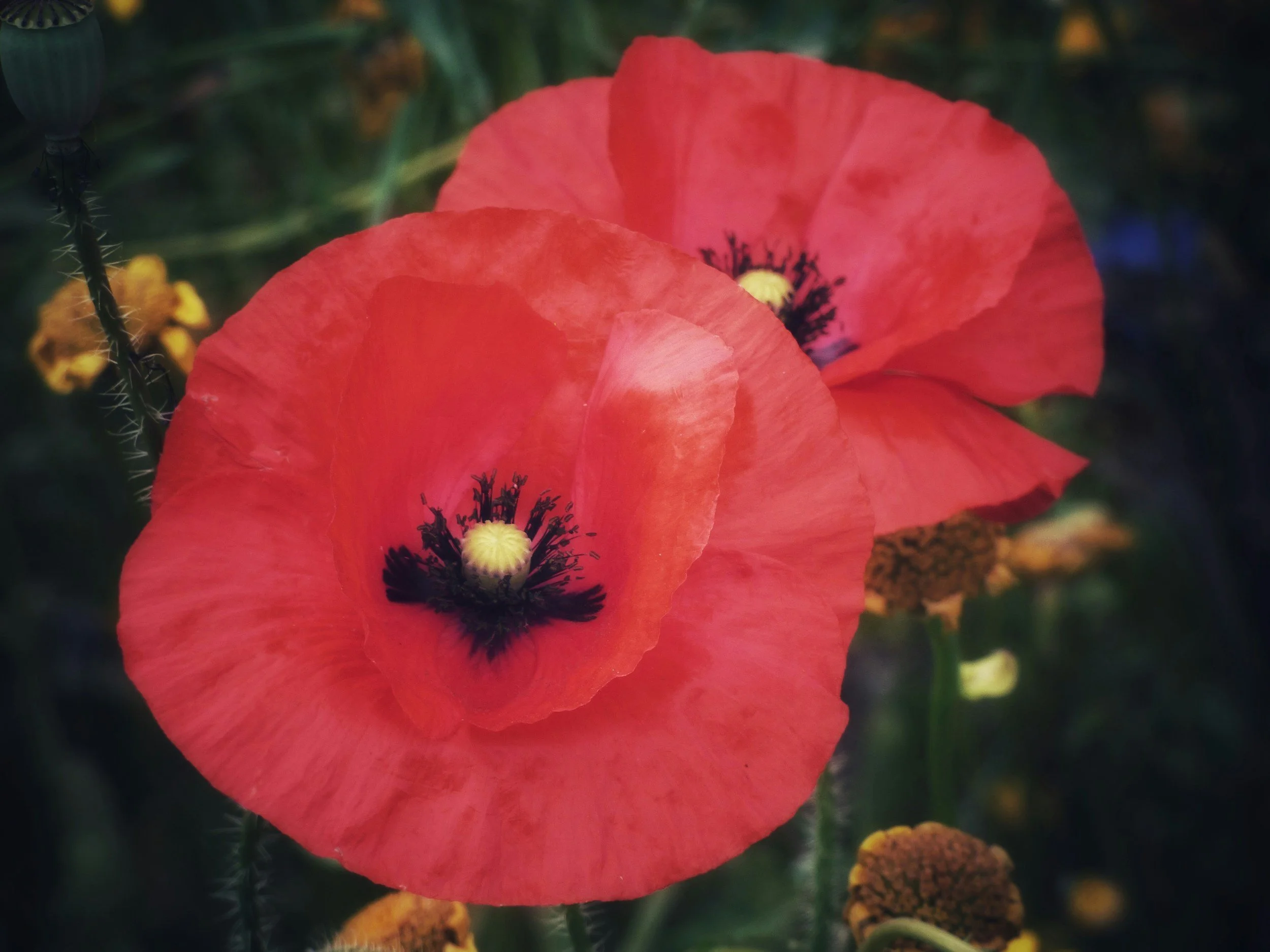 Remembrance Sunday