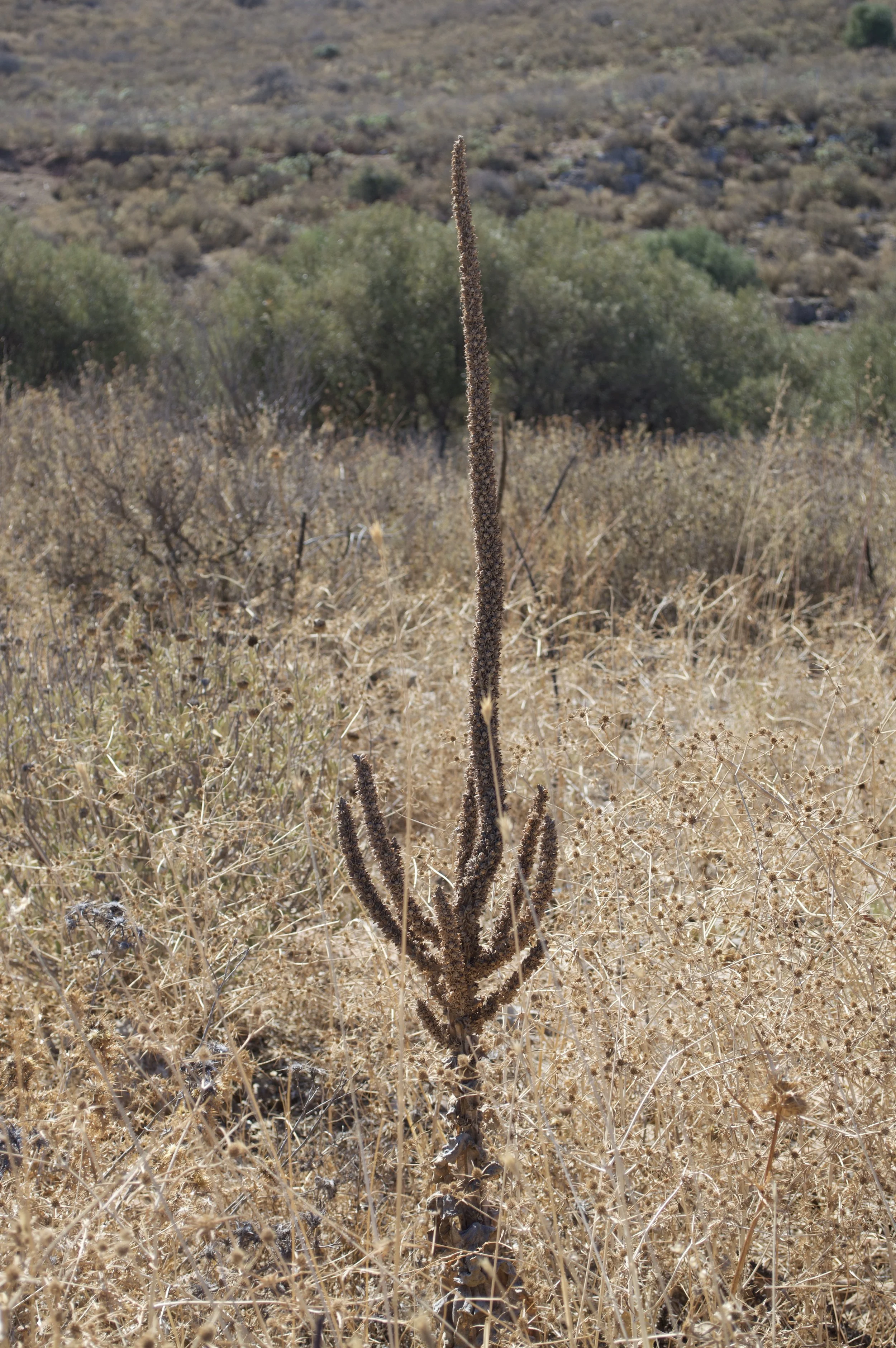 Photoshoot in Chania for Katerina Makriyianni