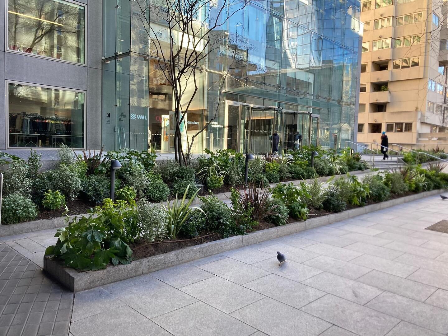 The pigeons checking out our latest installation&hellip;I think they&rsquo;re happy (gardens for humans and birds alike!)

�#gardening #garden #flowers #plants #nature #gardenlife #flower #gardendesign #growyourown #gardener #plantsofinstagram #natur