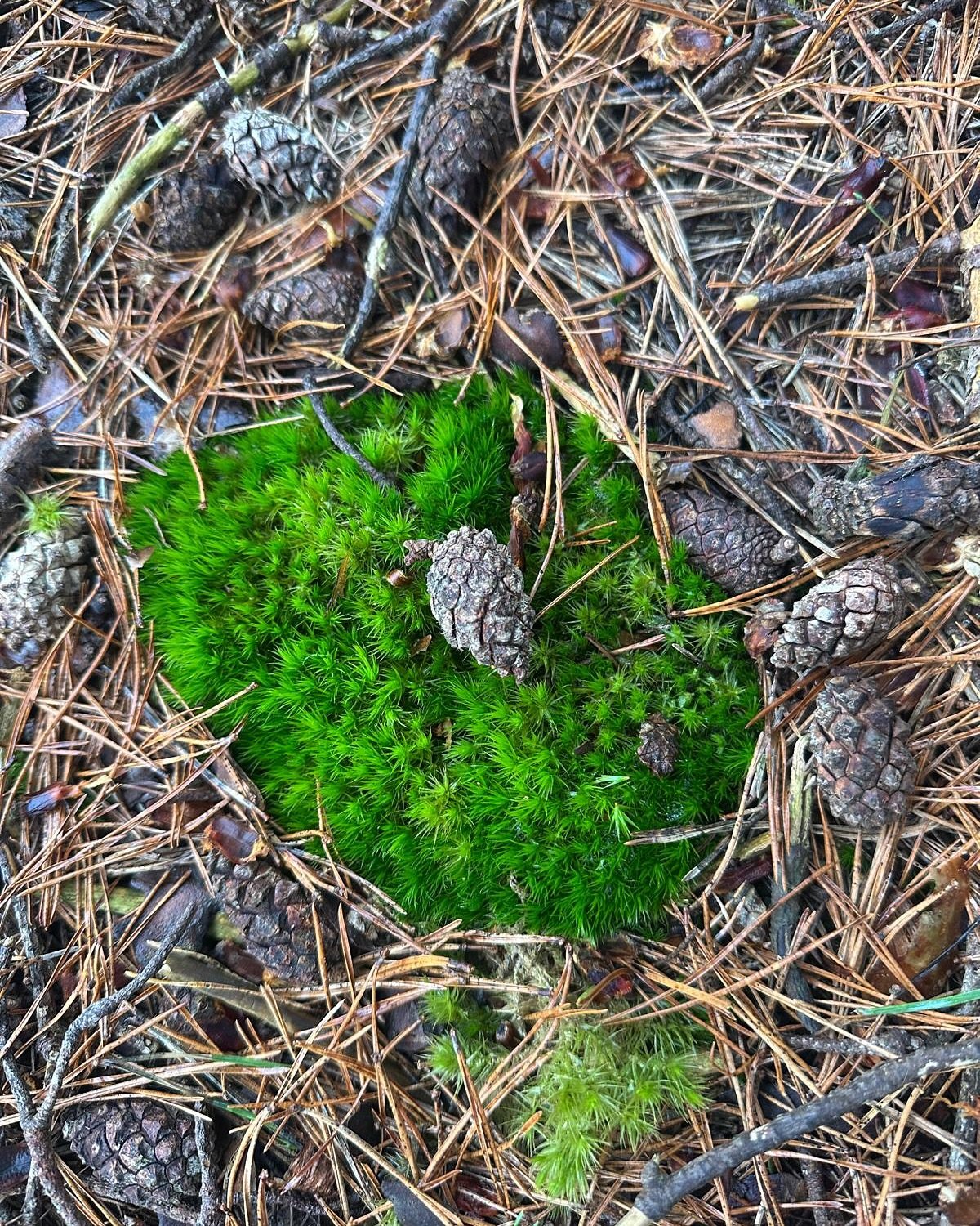 🪵 Magic of Moss 🪵 

Working on an exciting new project building forest floors in the centre of London.

This is our evening dog walk combined with research into ancient woodlands and the nature it supports.

Can&rsquo;t wait to start this project i