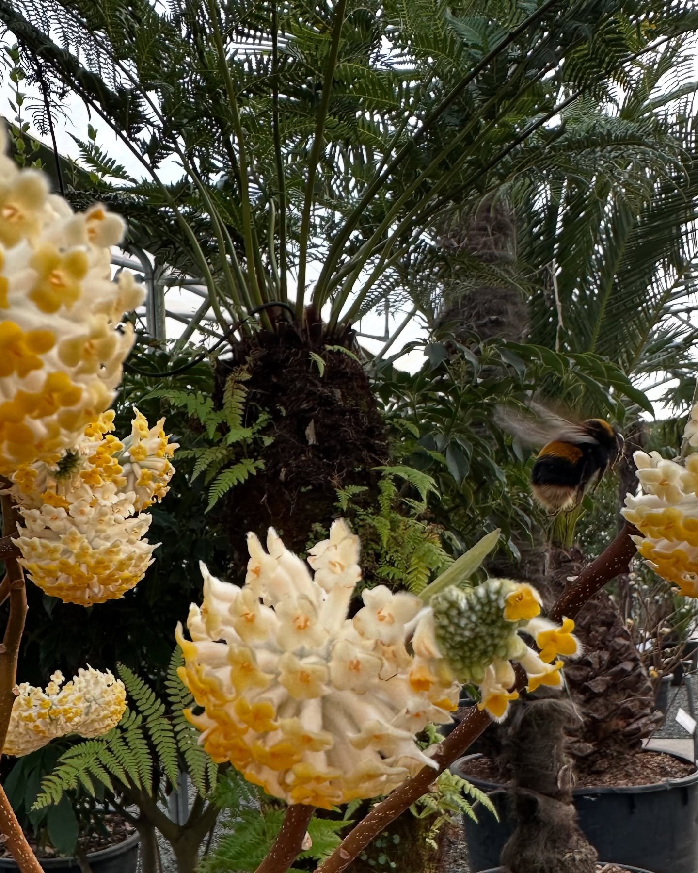 Totally buzzing after a fun team day out visiting nurseries along in Surrey and Sussex (and perhaps a little team lunch too&hellip;it would be rude not to!) 

Special thanks to:
@evergreen_exterior_services 
@archiplants
