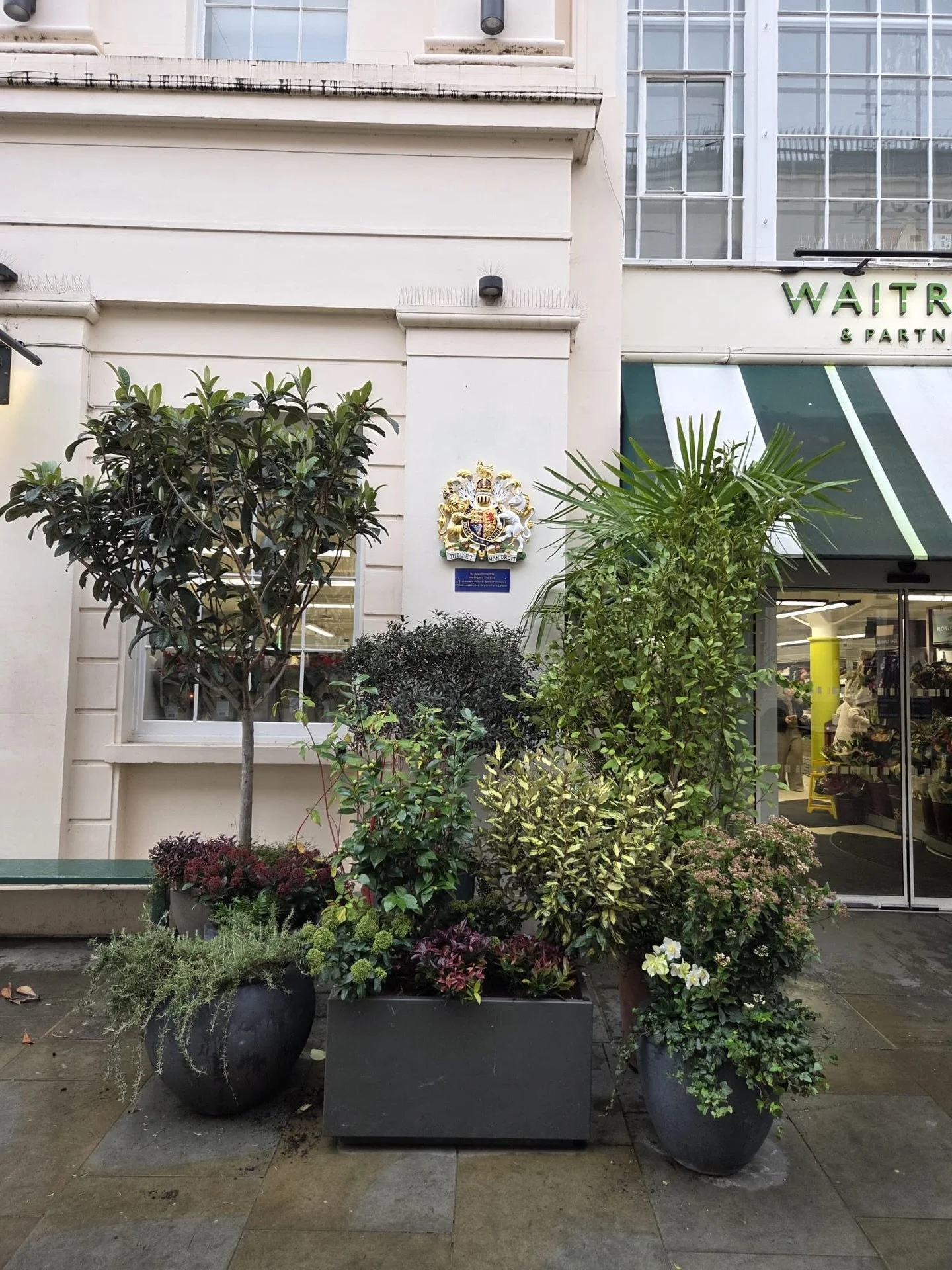 Planting to frame the fabulous new royal warrant from His Royal Highness, King Charles III, naturally!
�

#garden #flowers #nature #flower #plants #organic #green #gardens #plant #centrallondongardeningcompany #growyourown #london #motcombstreet #lon