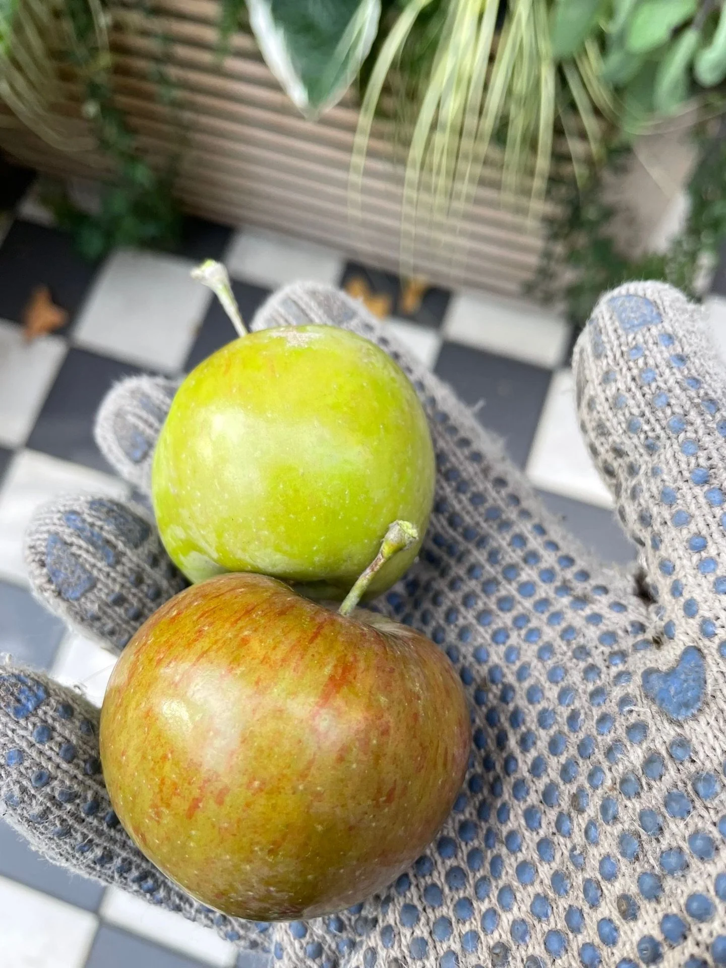 London Apples - Fruits of our Labour 🍏 🍎 #apples #londonapples #harvest #fruitsofourlabour #kitchengarden #buckinghampalaceroad #londongardeners #londongardens #clgc #centrallondongardeningcompany