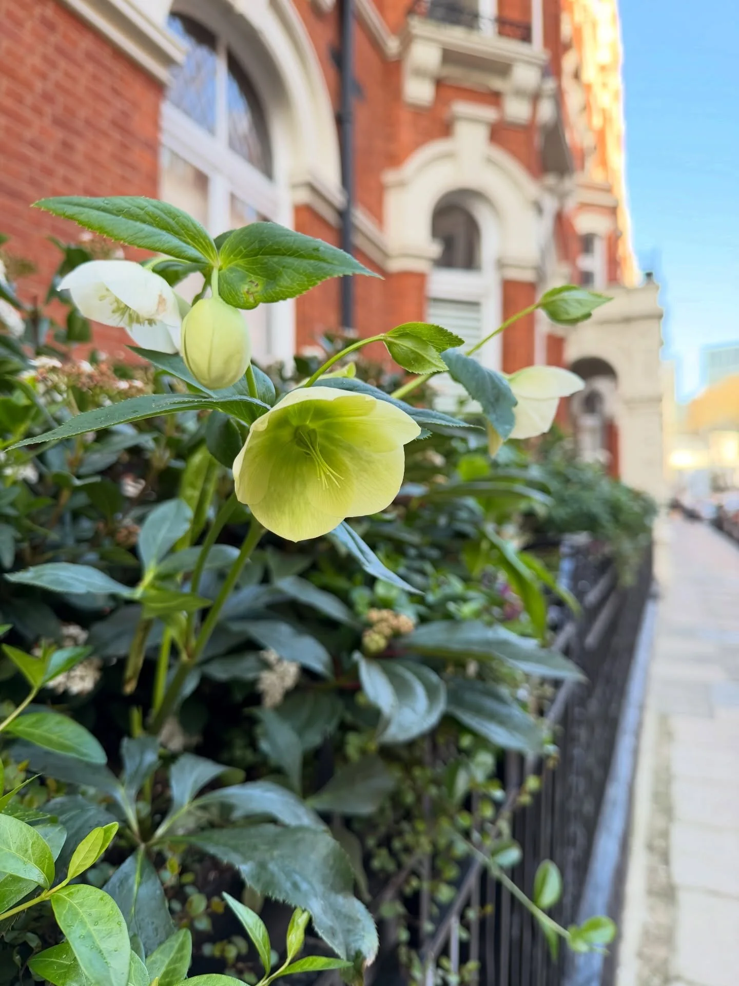 When the brief is to green up one of the prettiest residential streets in London 🌱