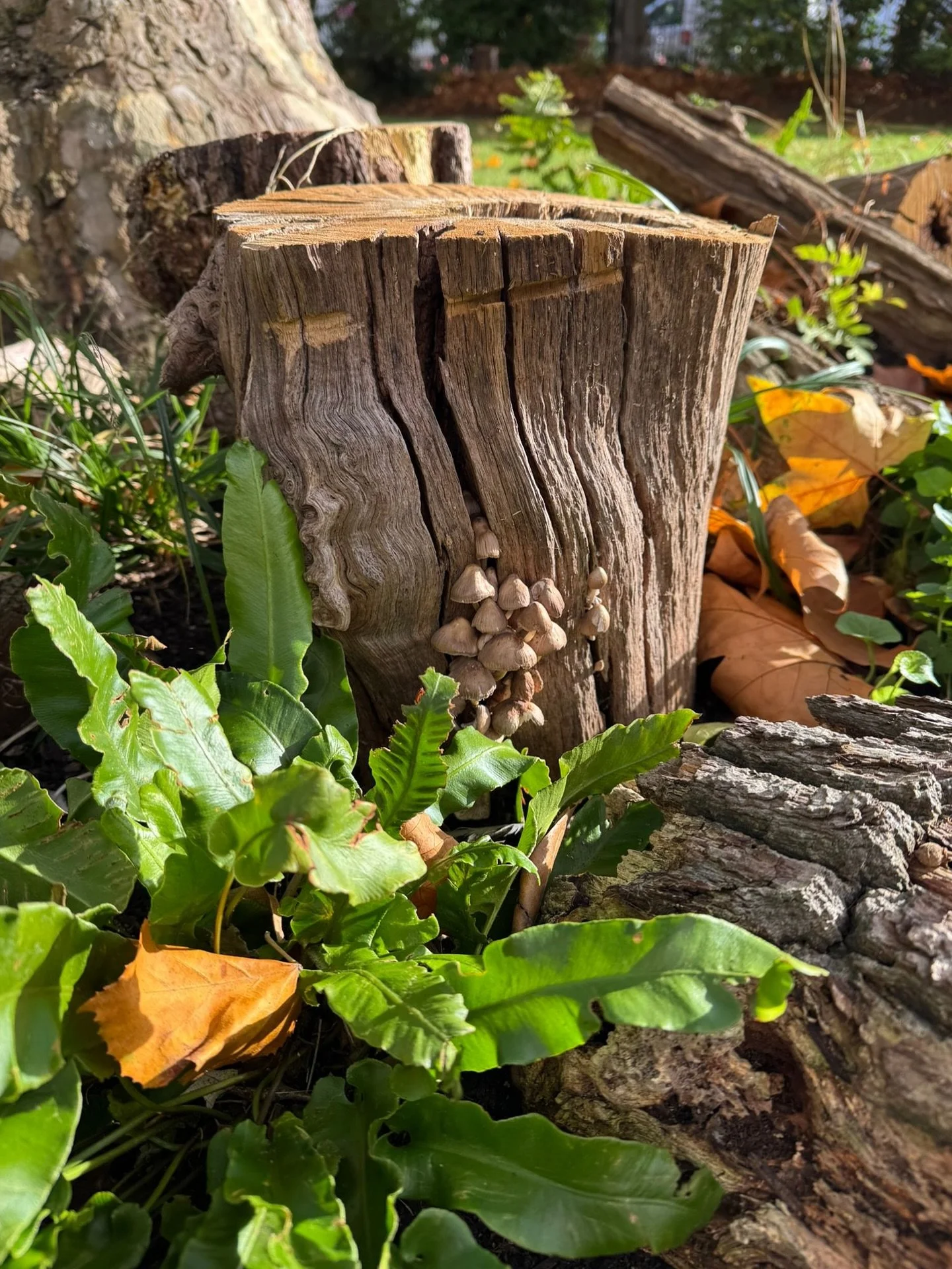 Everyone knows Belgravia is where the Fungi&rsquo;s (and Fun-gals) hang out!

#forestfloor #nature #belgravia #eatonsquare #clgc #centrallondongardeningcompany #mushrooms #fungi #fungipun #pun #playonwords #biodiversity #savetheplanet #savethebees #l