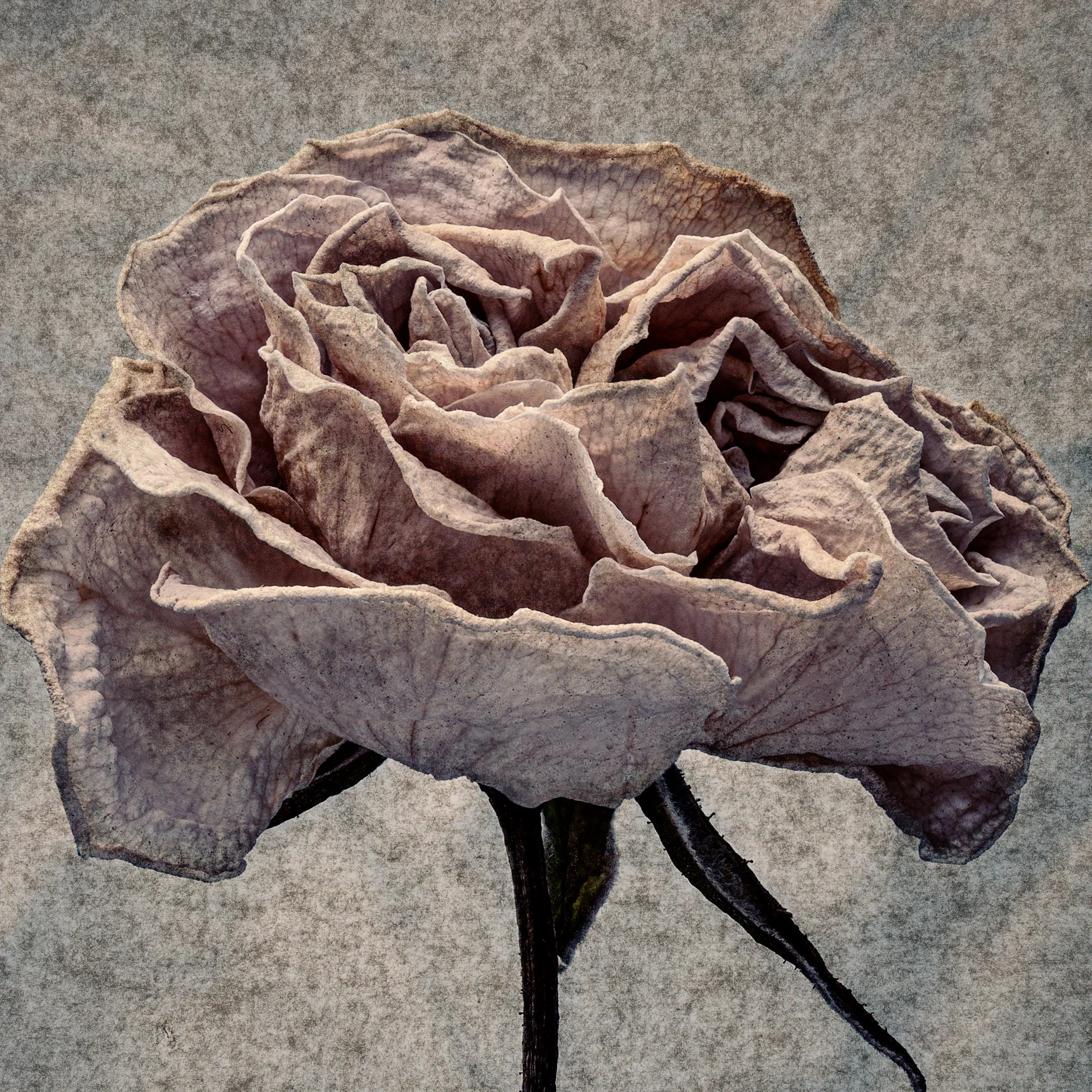 untitled-1 copy 2.jpg