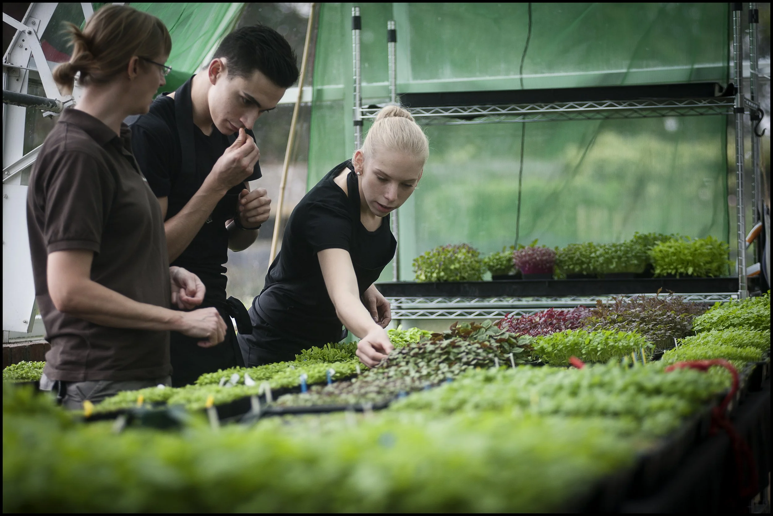 Andrew Fairlie's organic garden