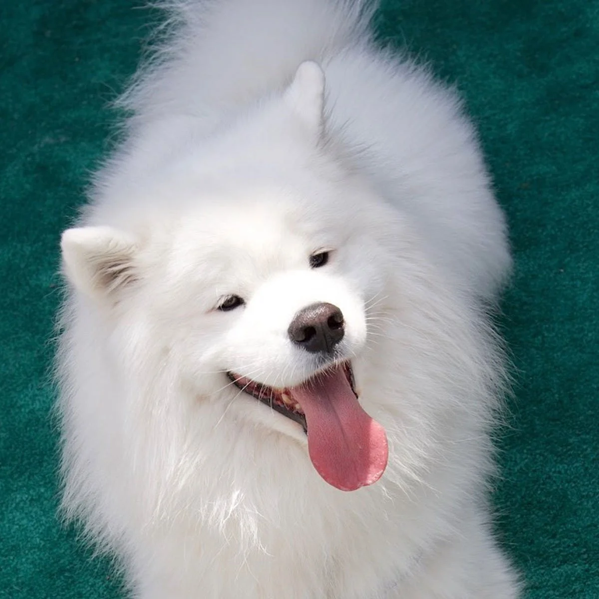 white-on-green.jpg