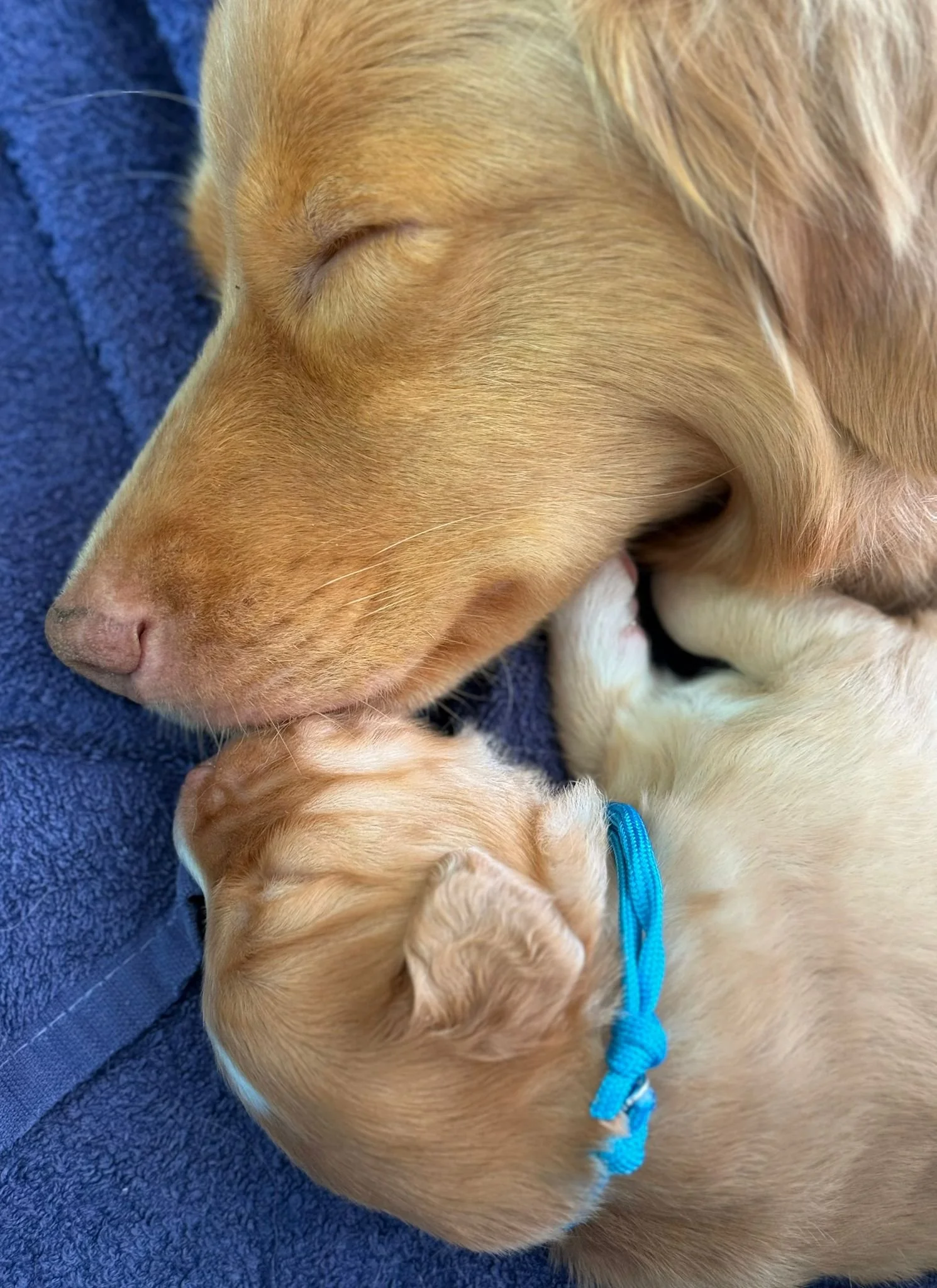 Marleyenpuppy.jpeg
