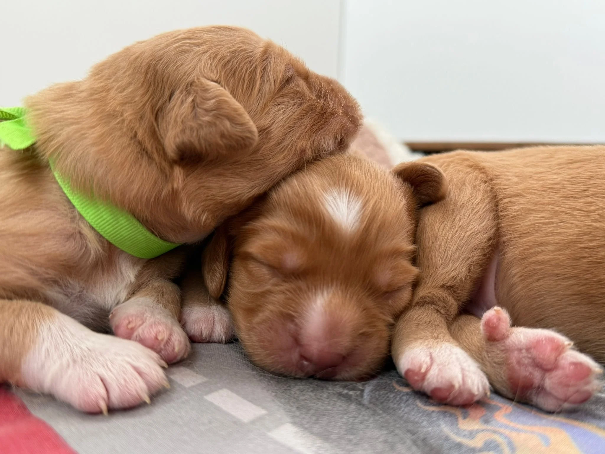 Puppies.jpeg