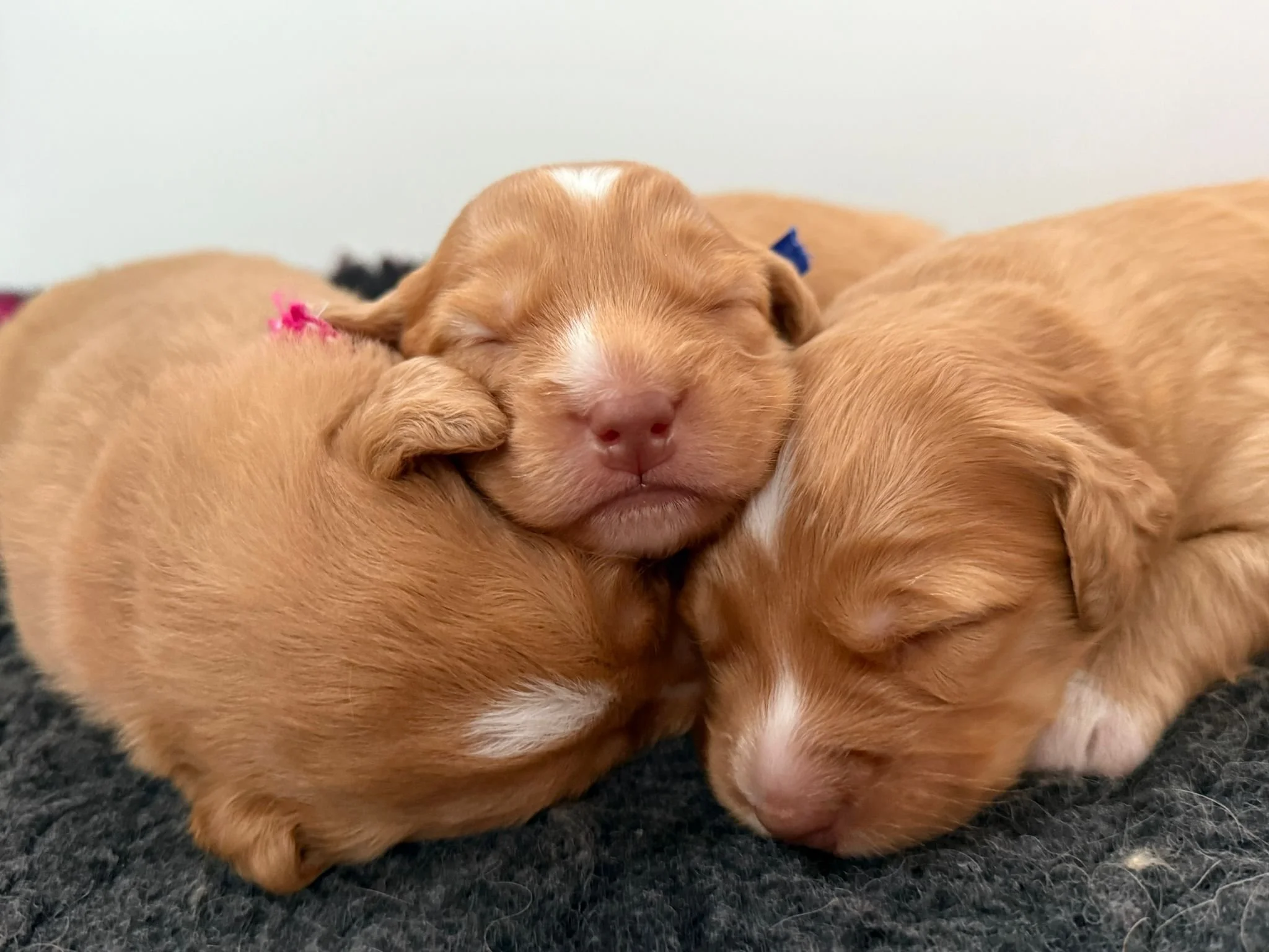 Puppies2.jpeg