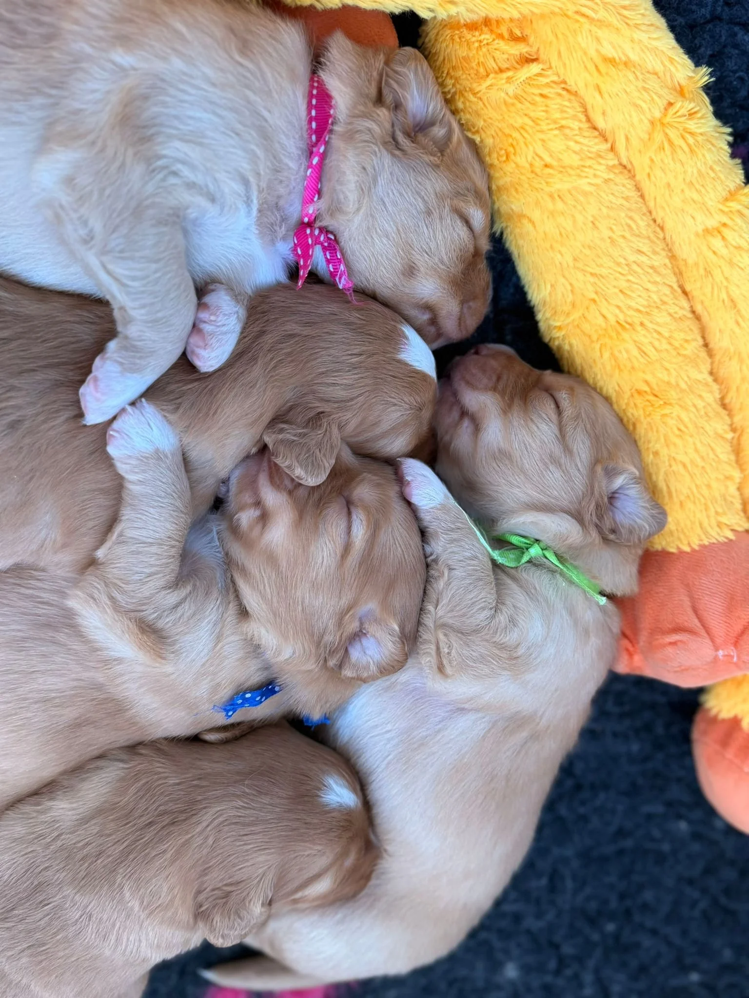 Puppyheap.jpeg