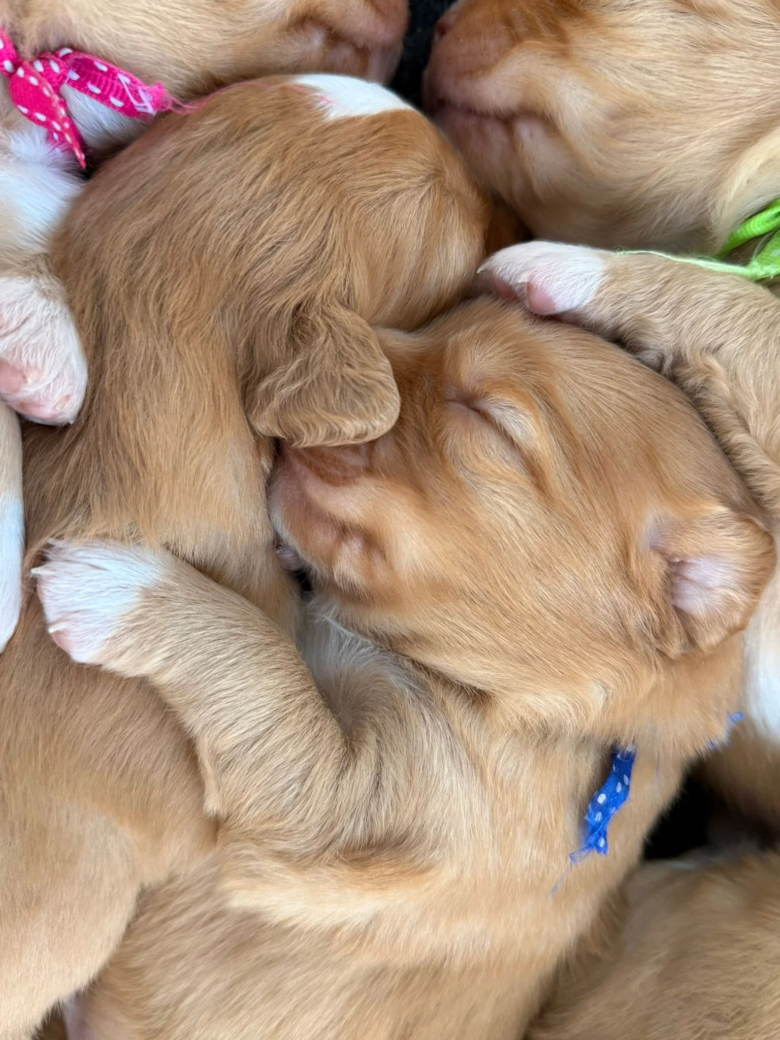 Puppyheap2.jpeg