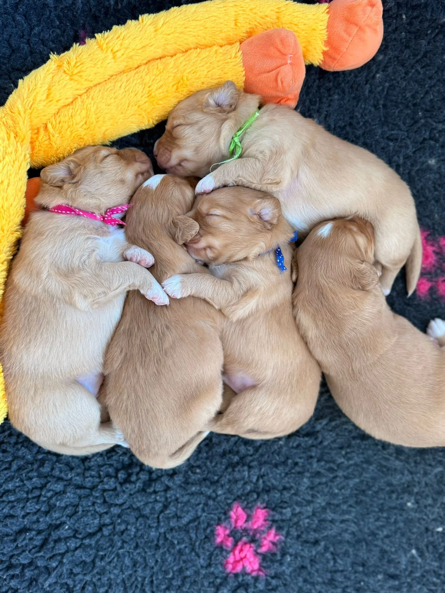 Puppyheap3.jpeg