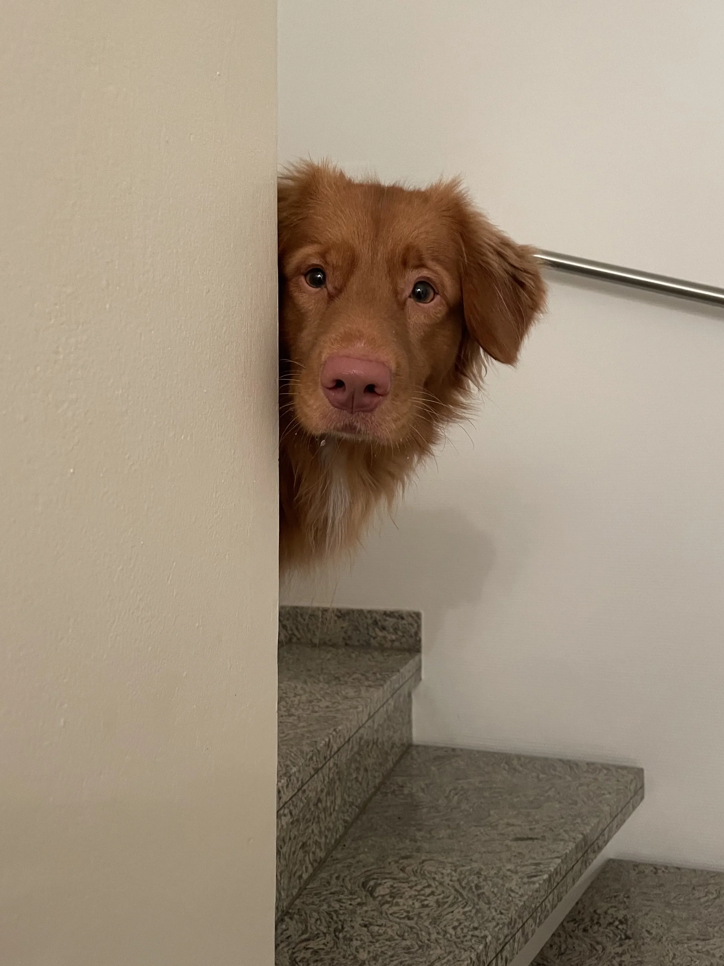 Treppen, Trubel und Weihnachtskalorien