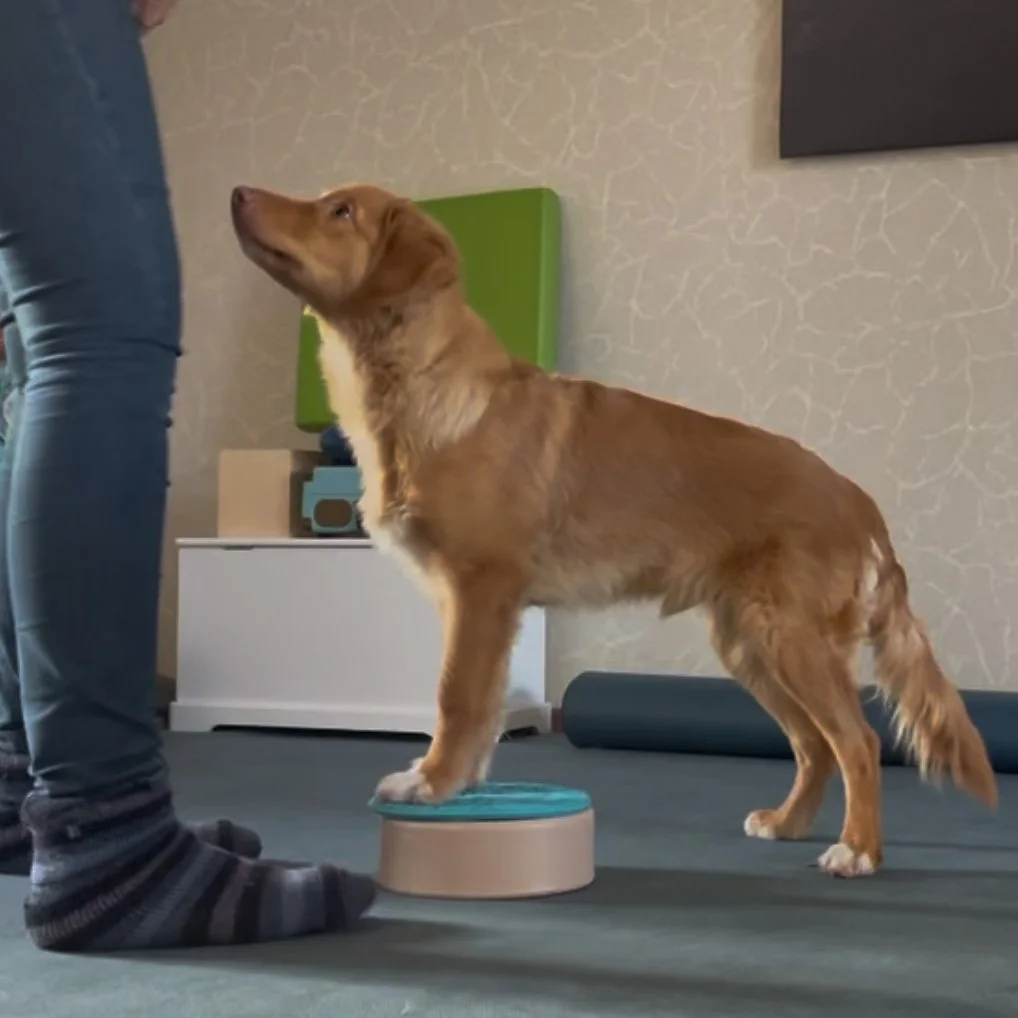 Code, Clicker, Käsewürfel