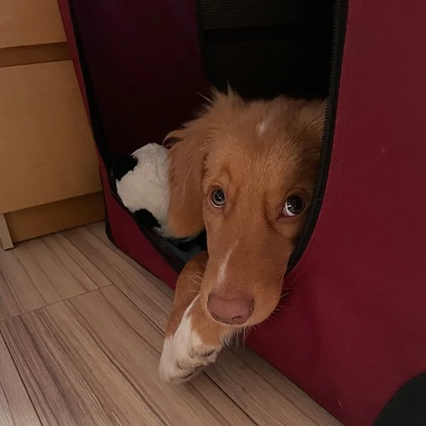 A Shorty Wake-up Call