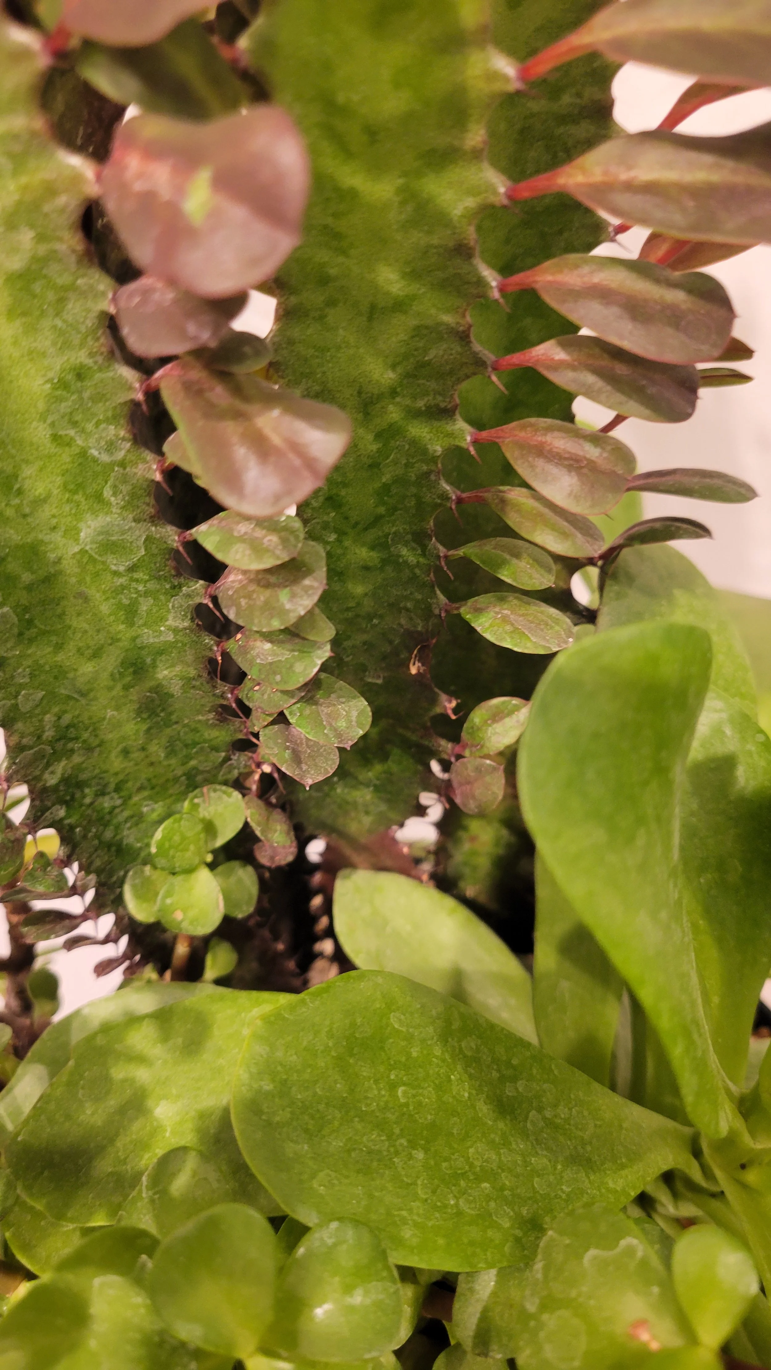 Trying to learn about plants 